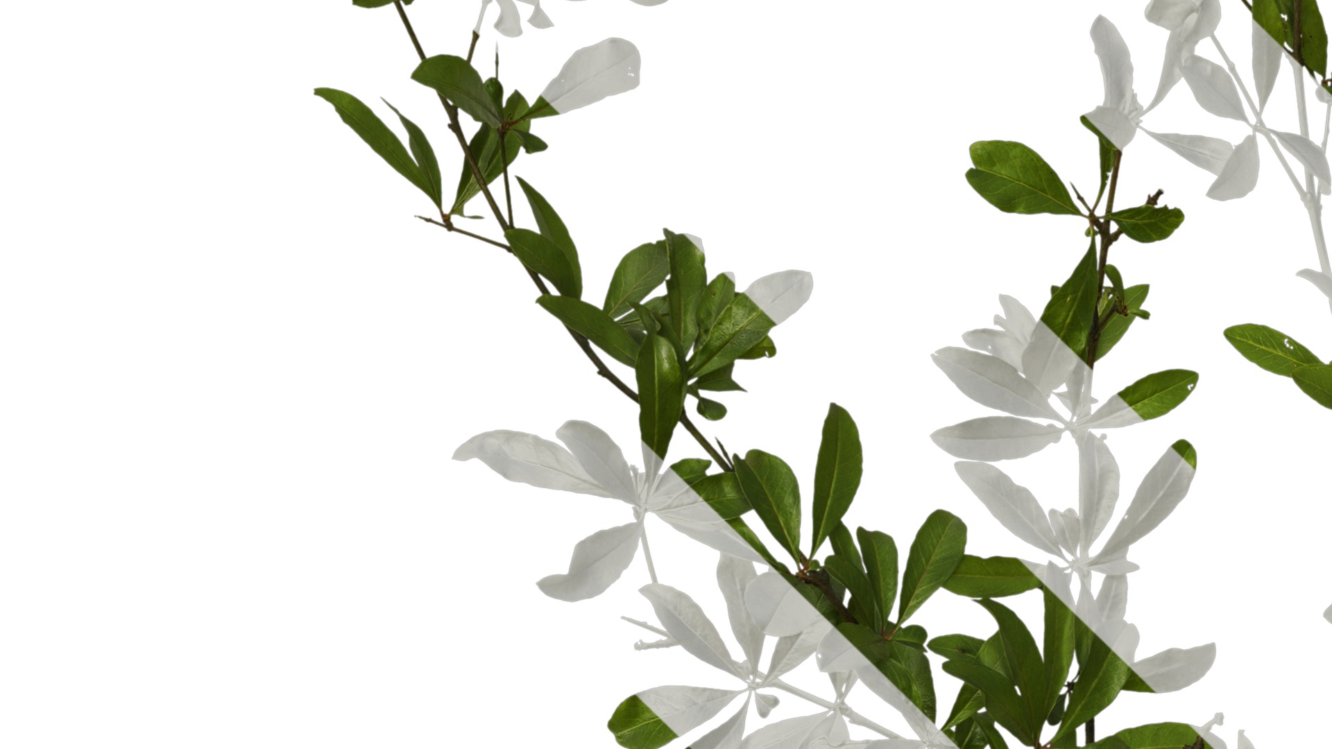 Punica granatum Low-poly 3D model_24