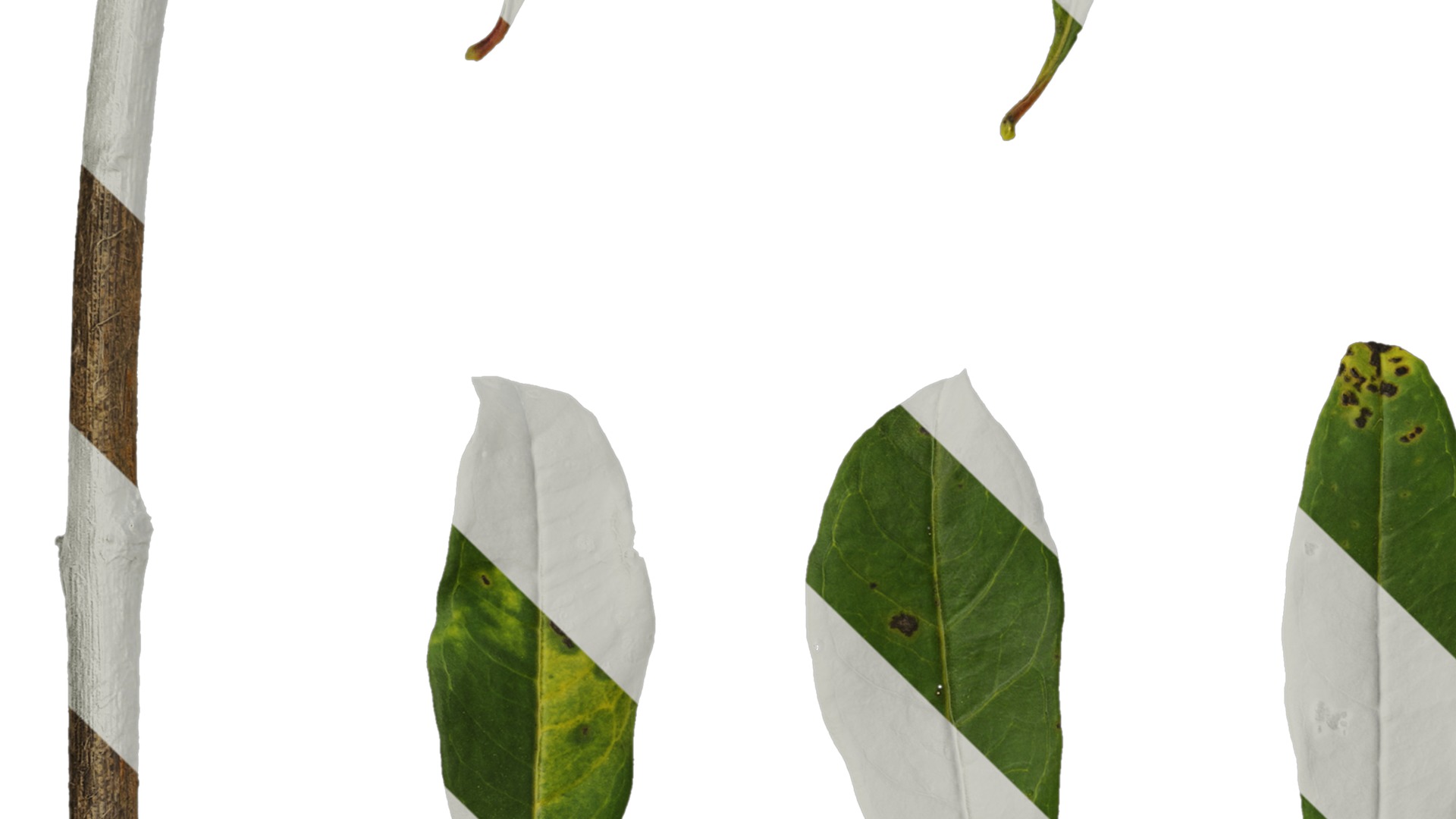 Punica granatum Low-poly 3D model_127