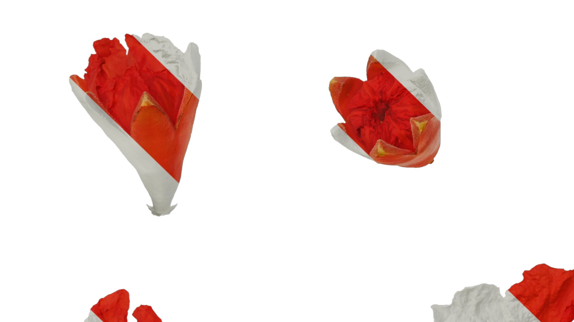 Punica granatum Low-poly 3D model_106