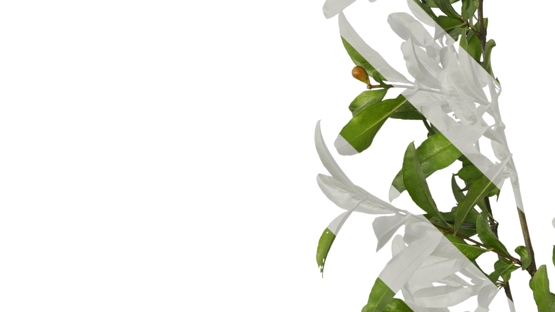 Punica granatum Low-poly 3D model_18