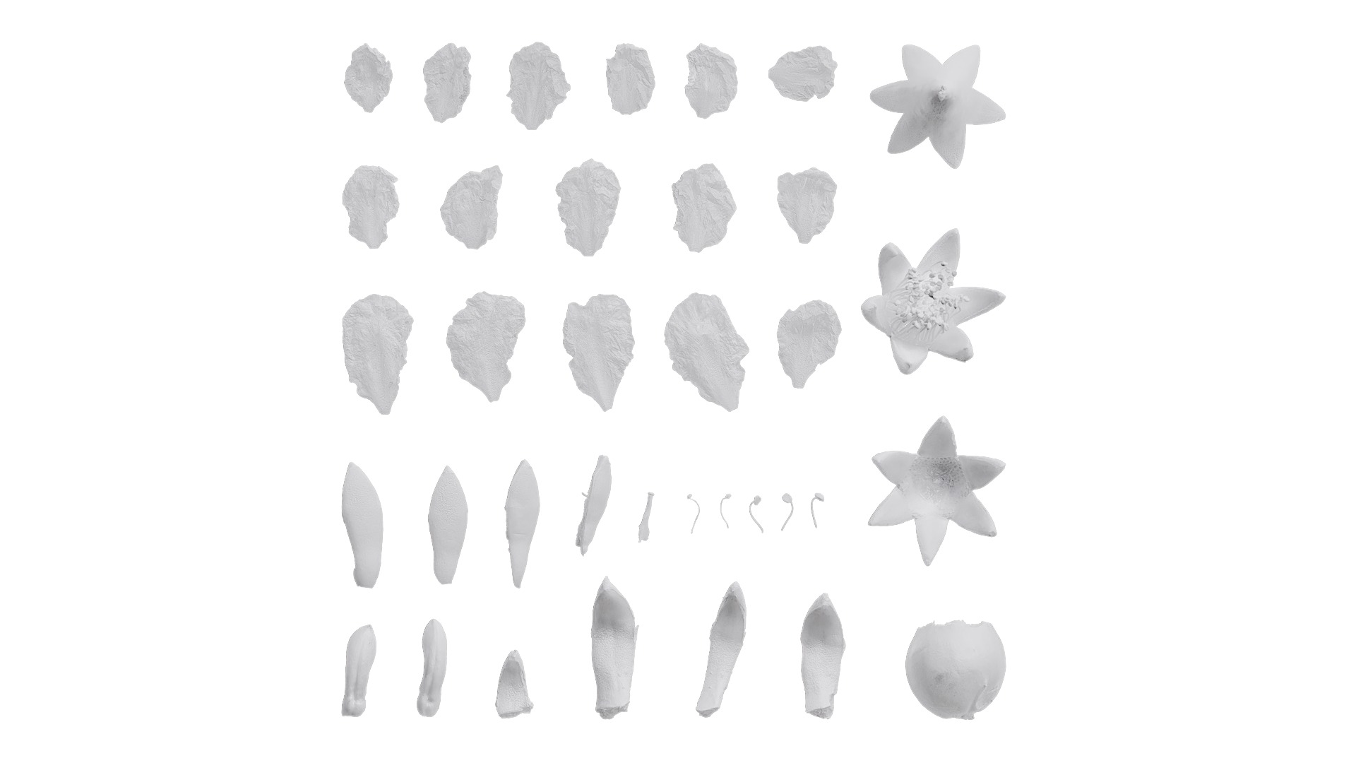 Punica granatum Low-poly 3D model_110