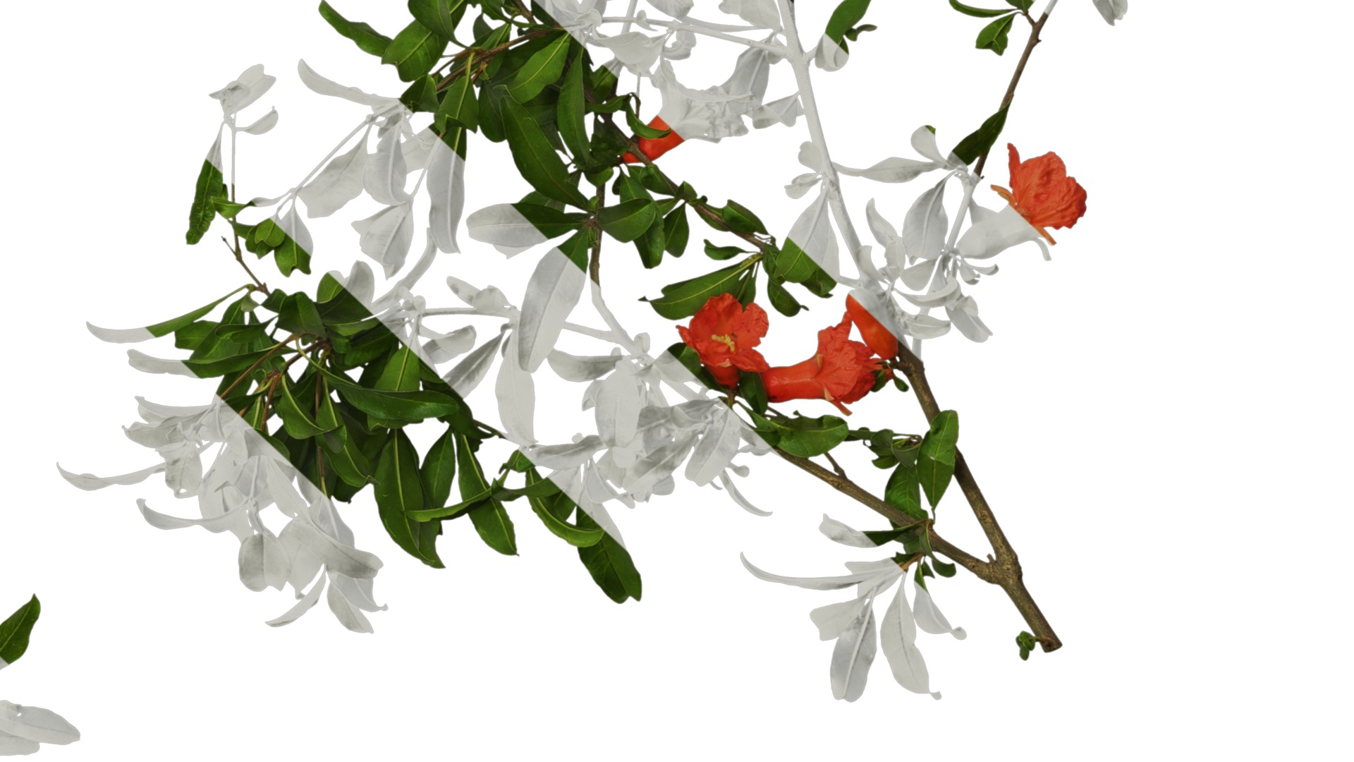 Punica granatum Low-poly 3D model_64