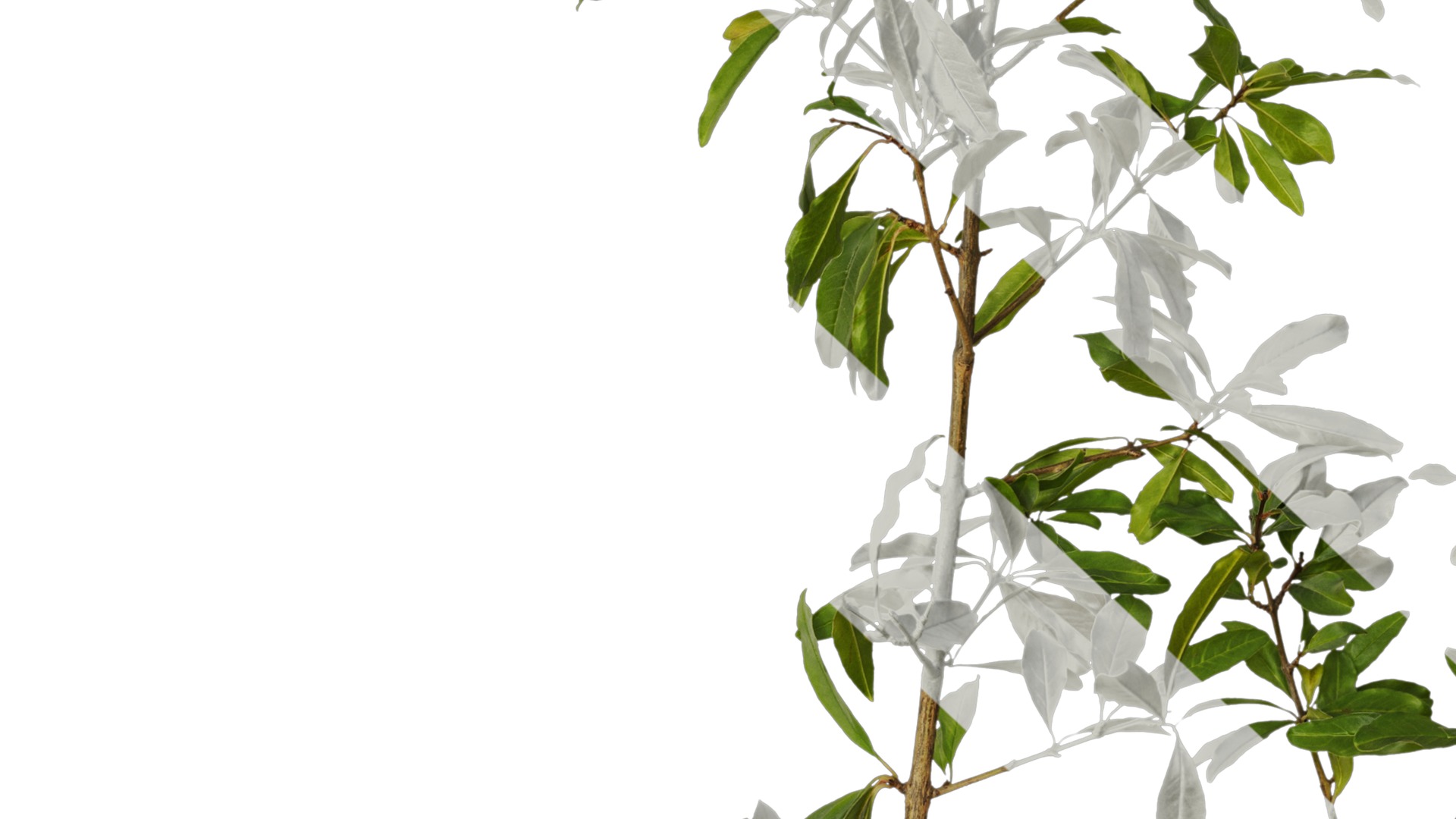 Punica granatum Low-poly 3D model_59