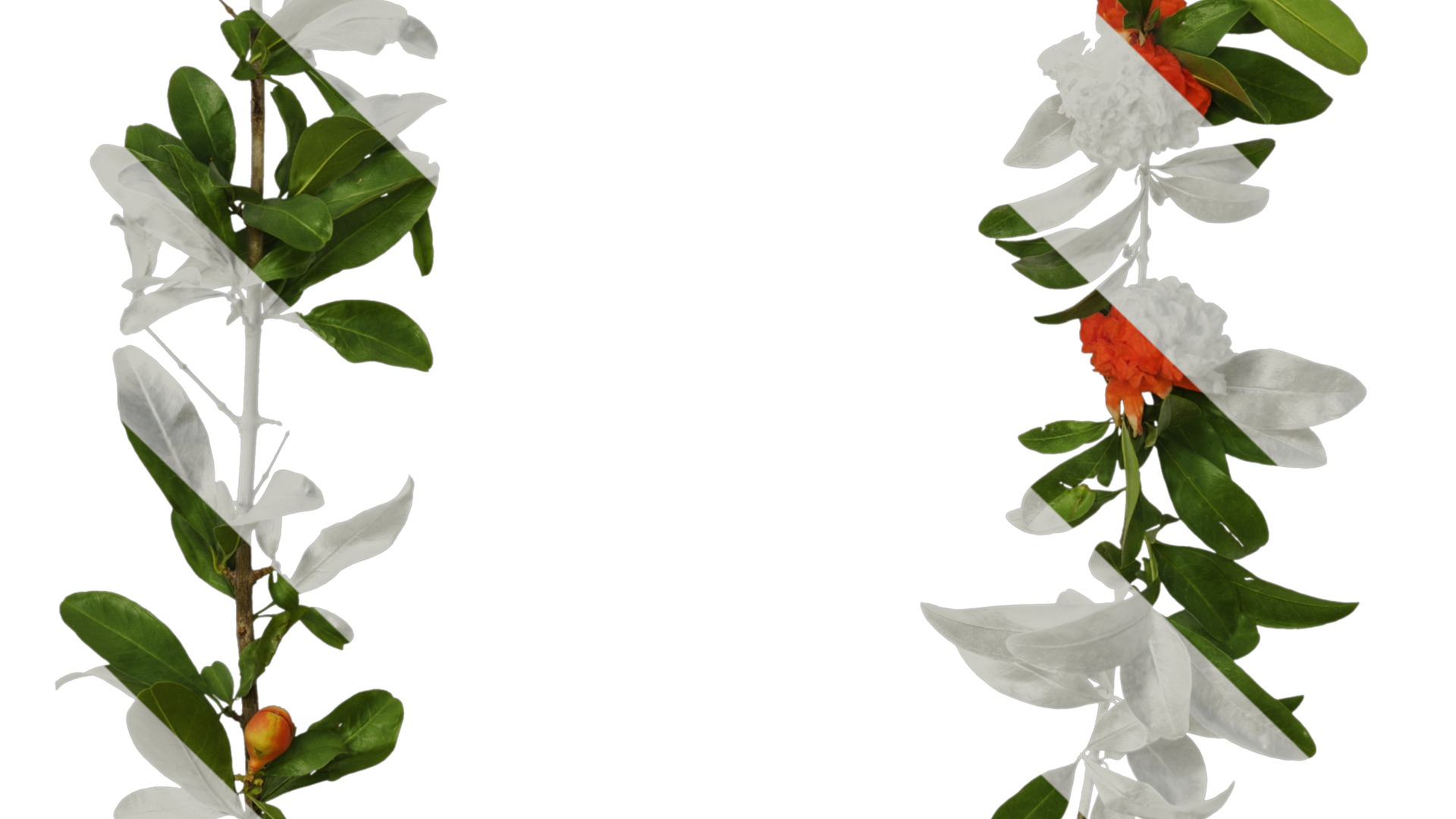 Punica granatum Low-poly 3D model_78