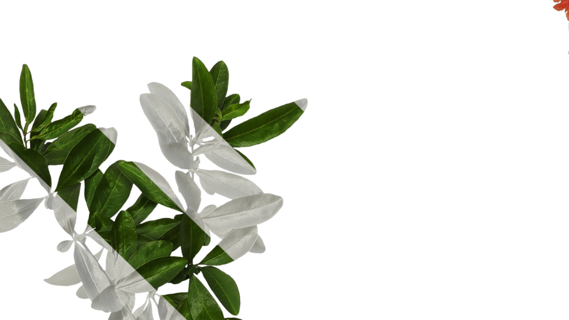 Punica granatum Low-poly 3D model_95