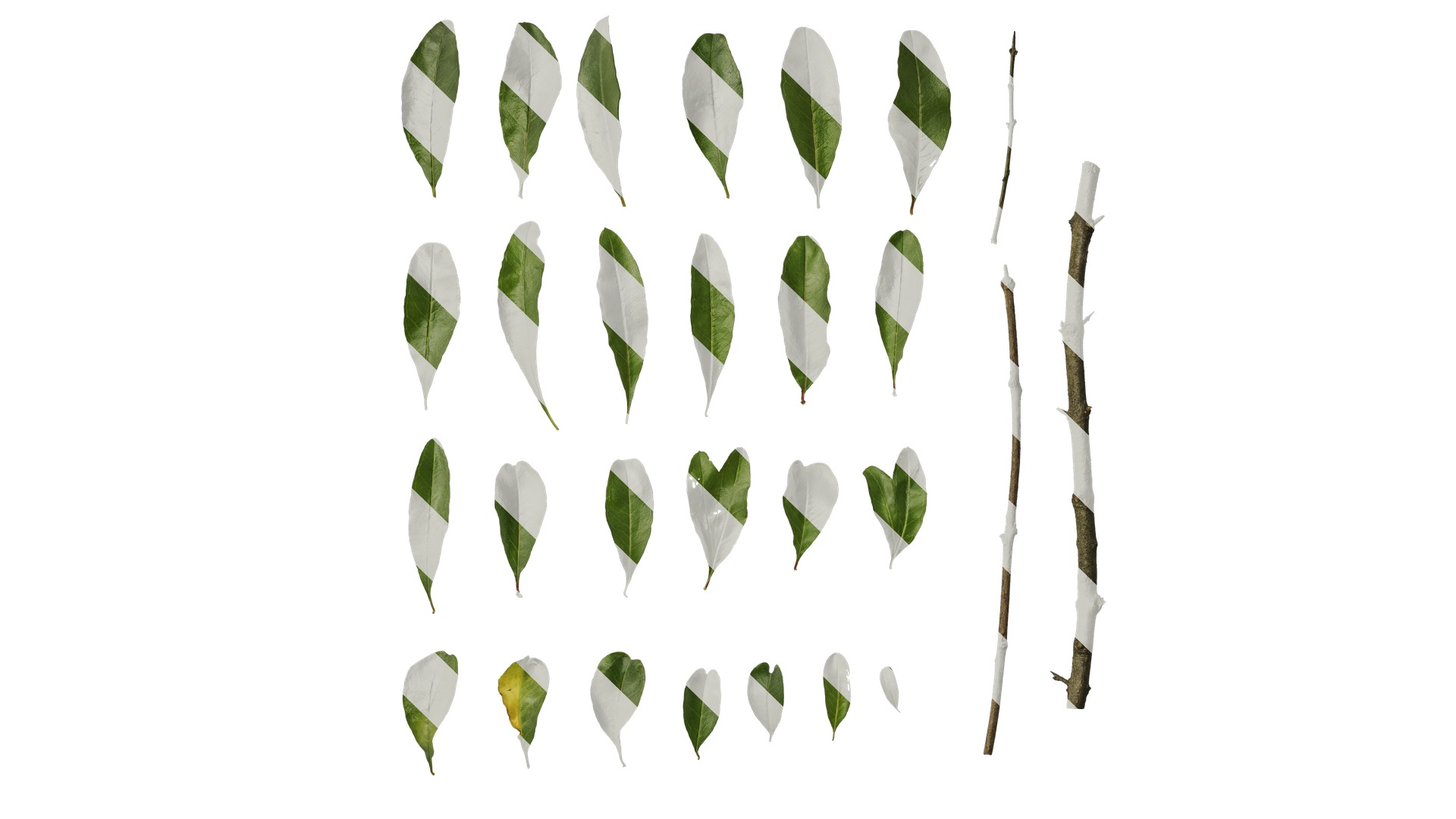 Punica granatum Low-poly 3D model_133