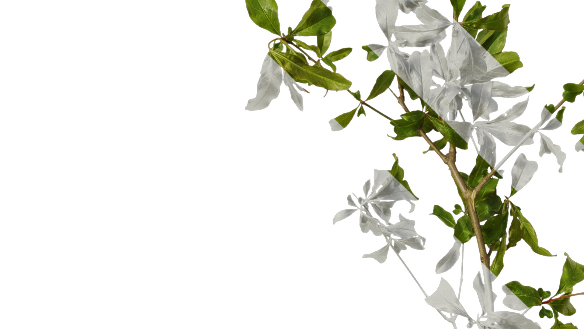 Punica granatum Low-poly 3D model_6