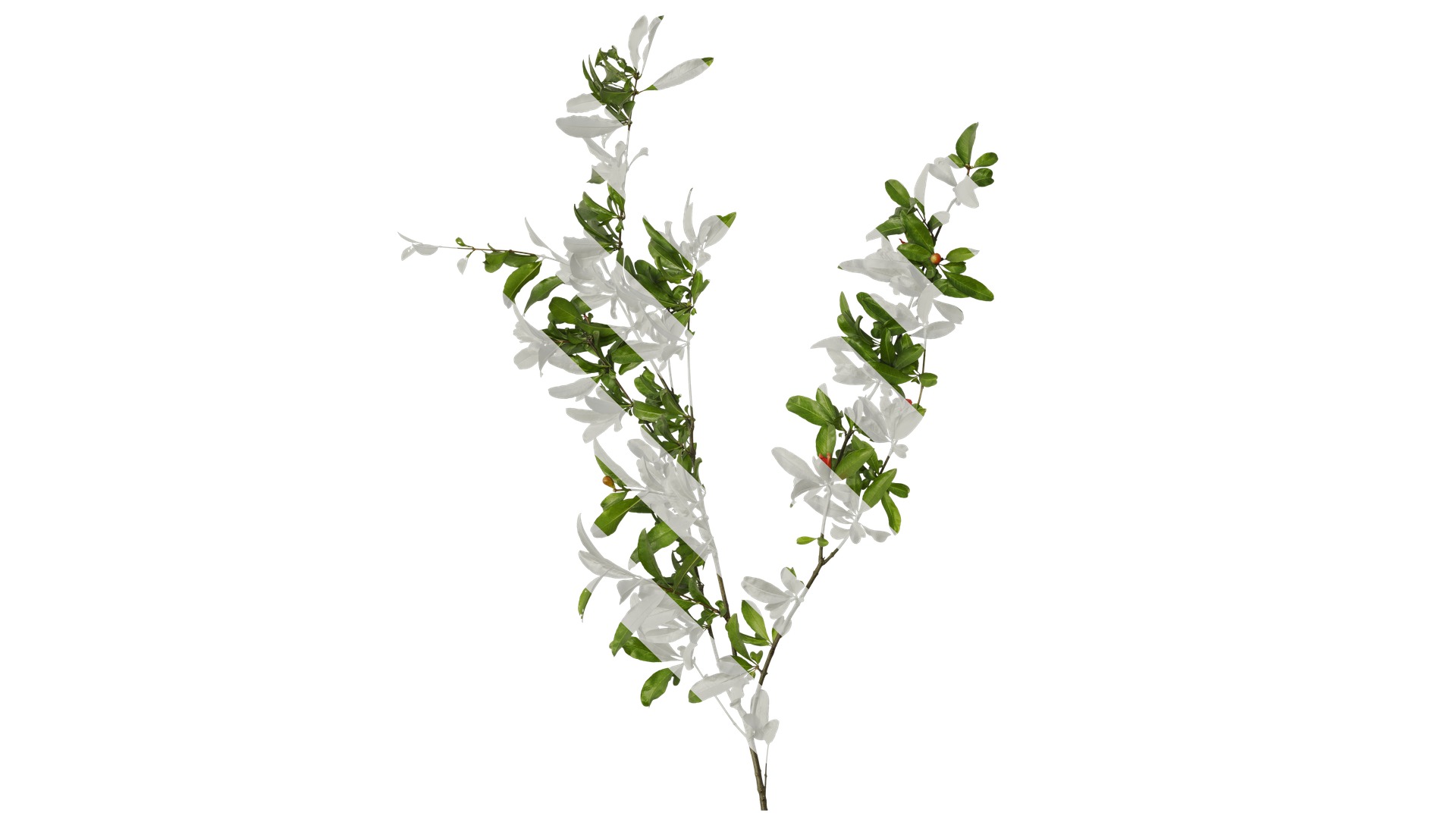 Punica granatum Low-poly 3D model_14