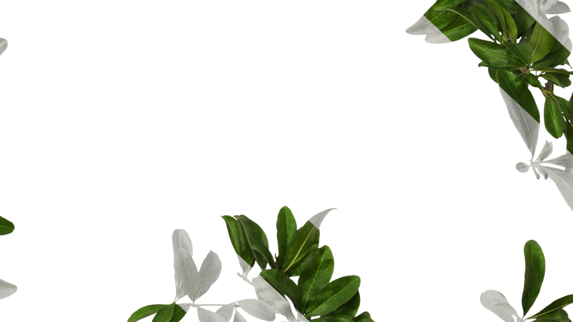 Punica granatum Low-poly 3D model_99