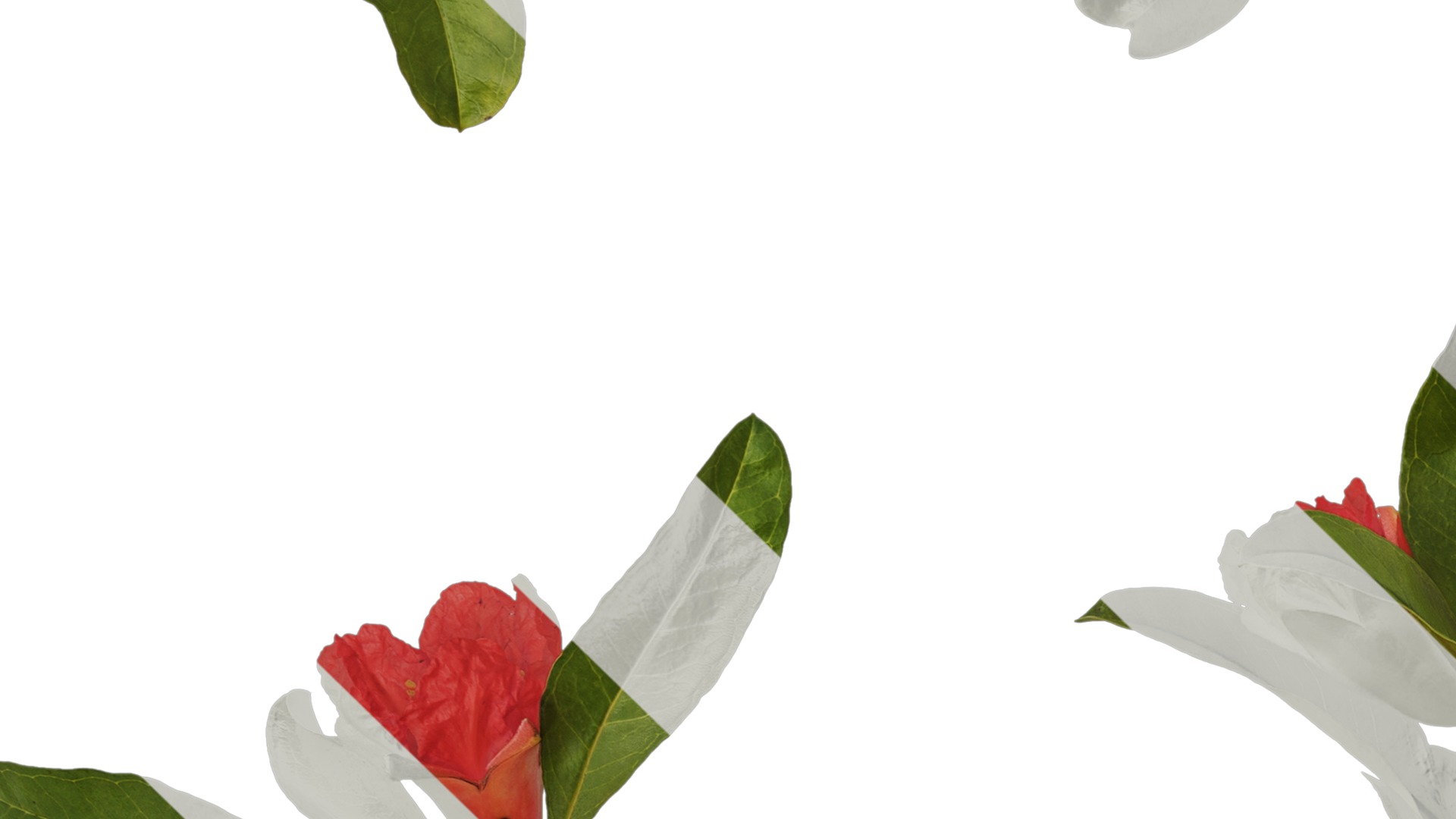 Punica granatum Low-poly 3D model_43