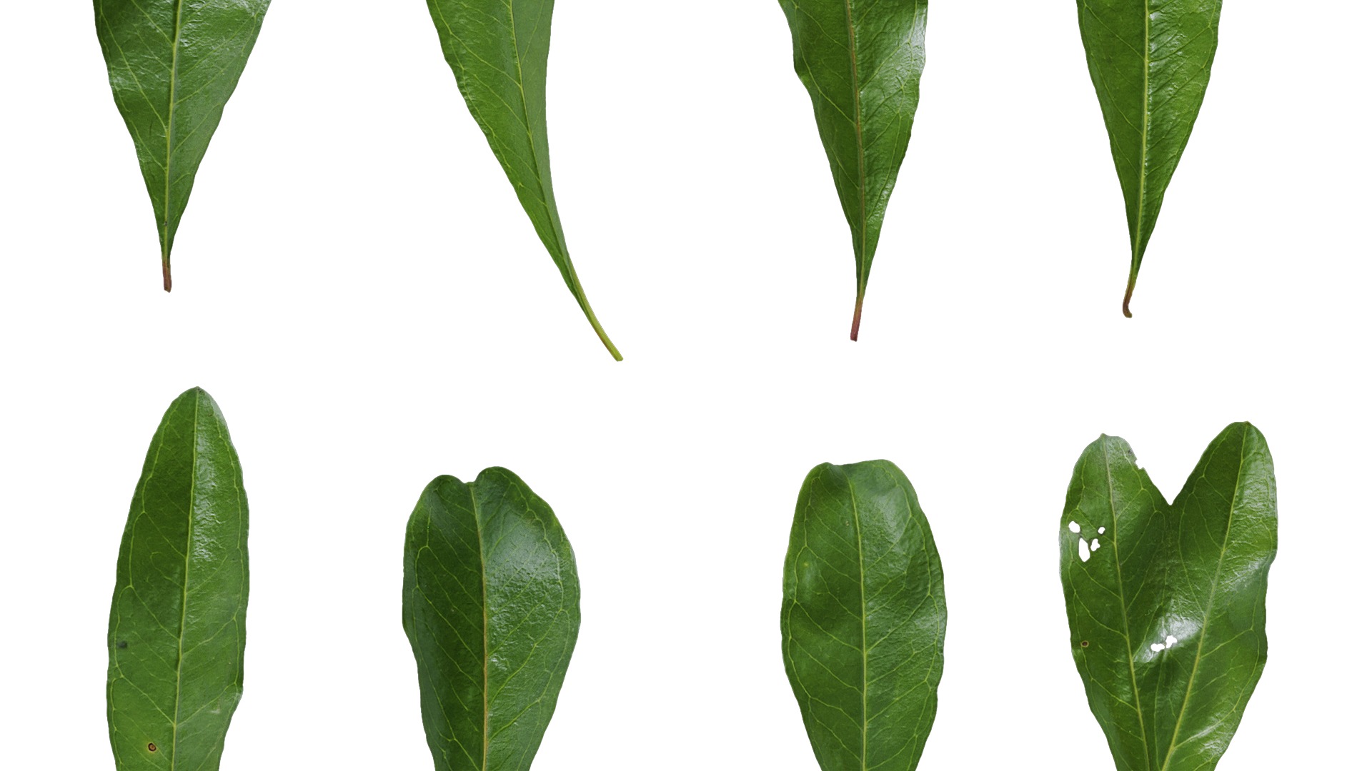 Punica granatum Low-poly 3D model_132