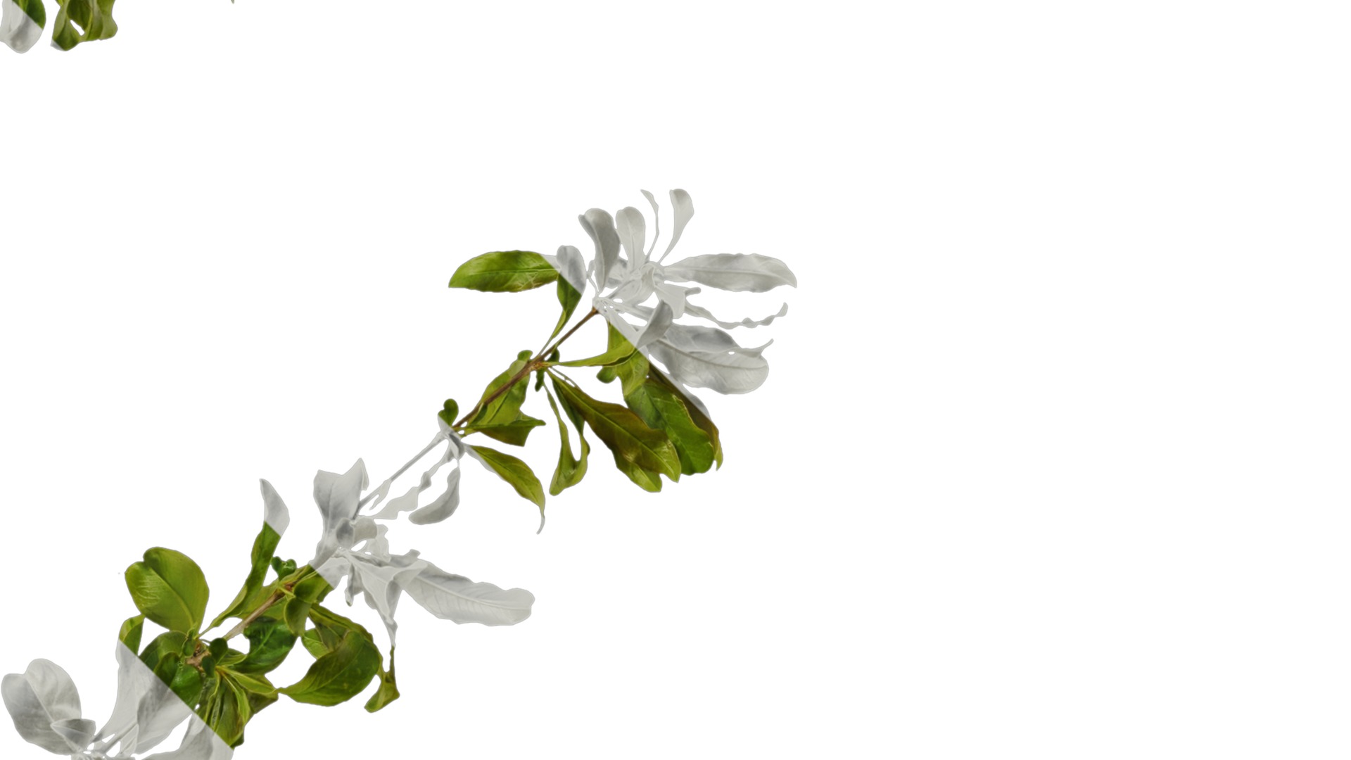 Punica granatum Low-poly 3D model_5