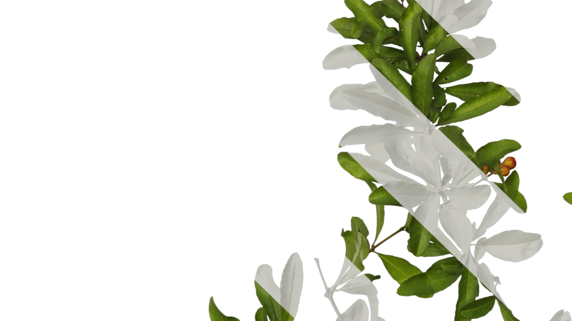 Punica granatum Low-poly 3D model_30