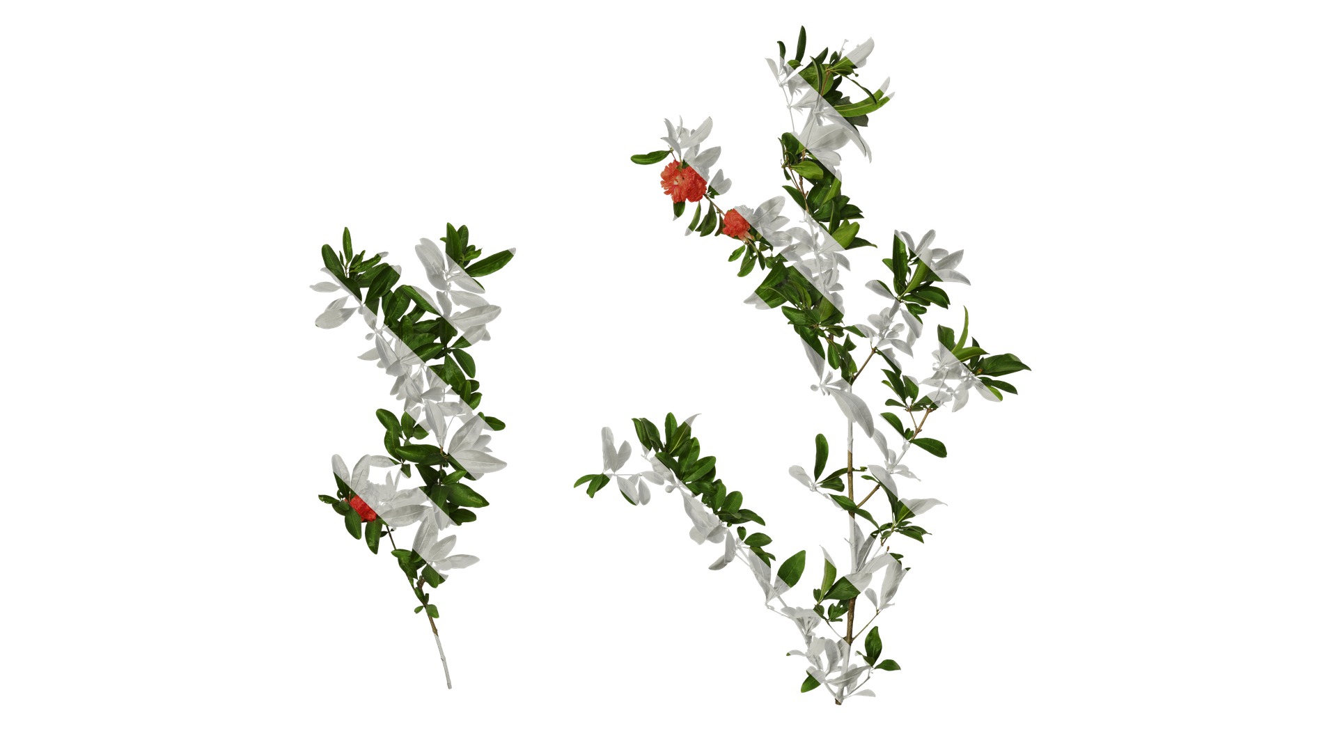 Punica granatum Low-poly 3D model_93