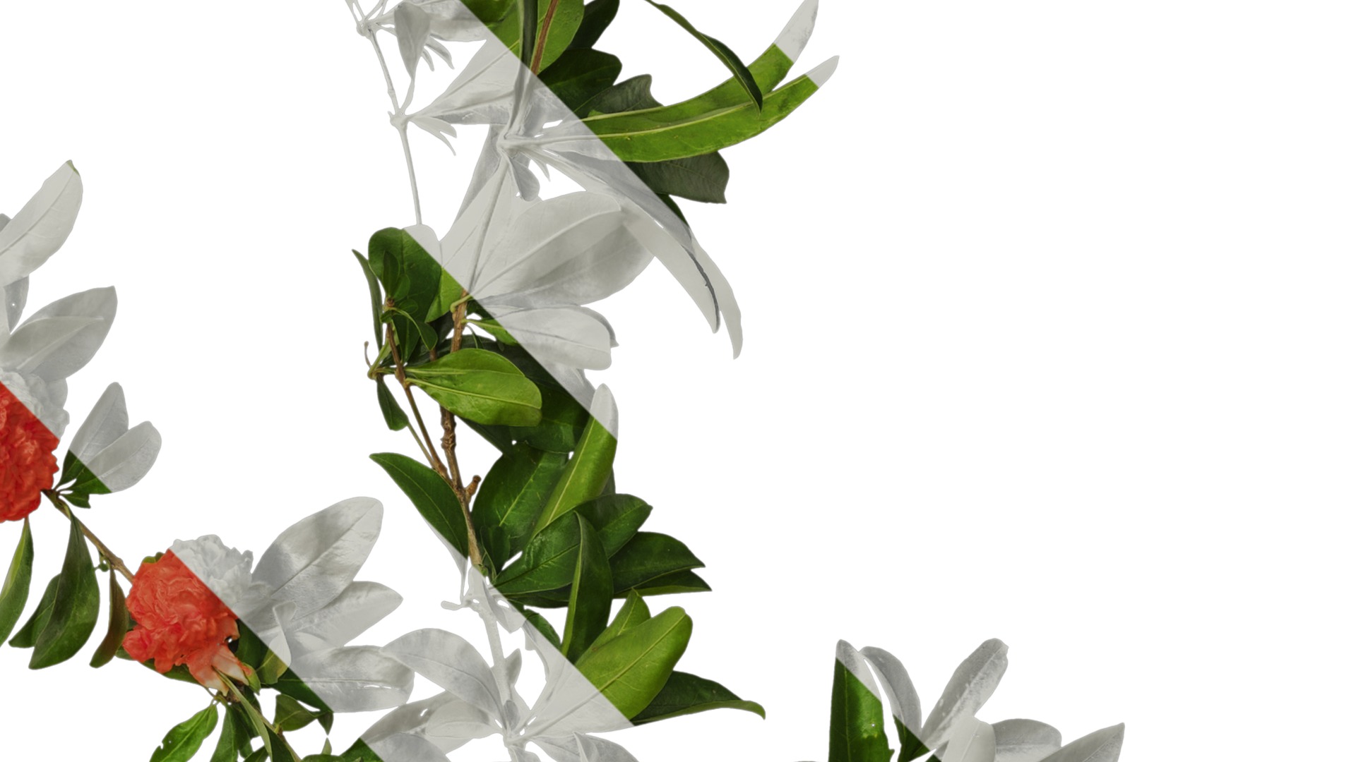 Punica granatum Low-poly 3D model_94