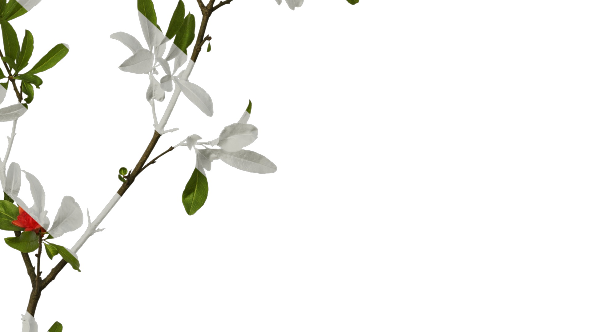 Punica granatum Low-poly 3D model_26