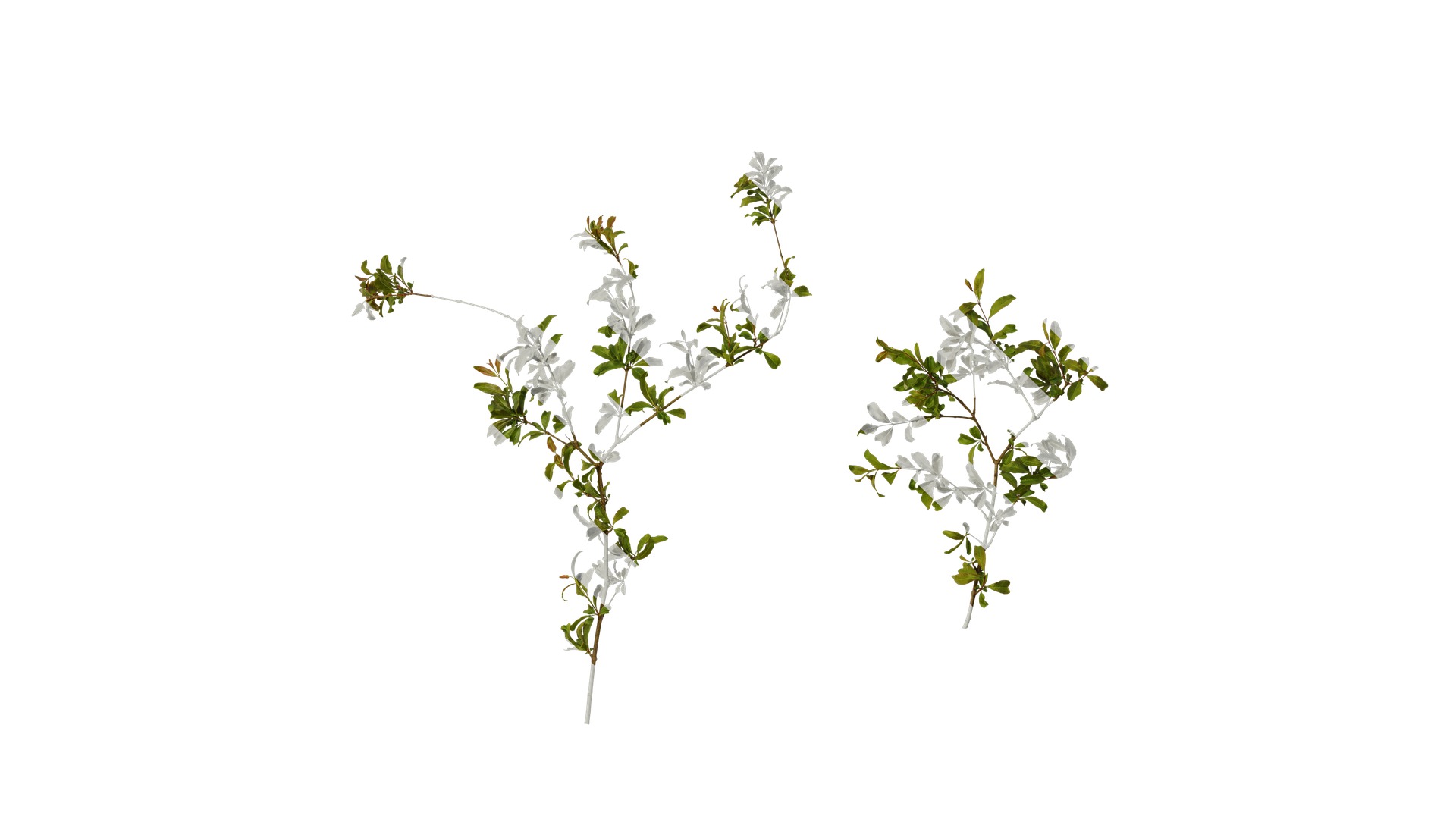 Punica granatum Low-poly 3D model_8