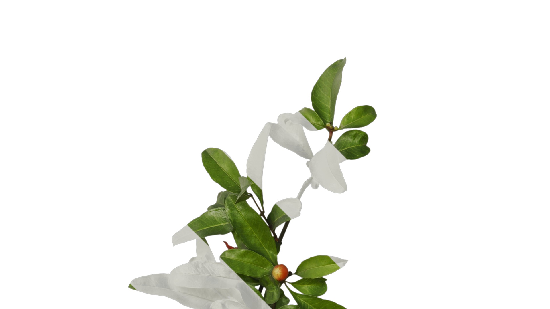 Punica granatum Low-poly 3D model_15