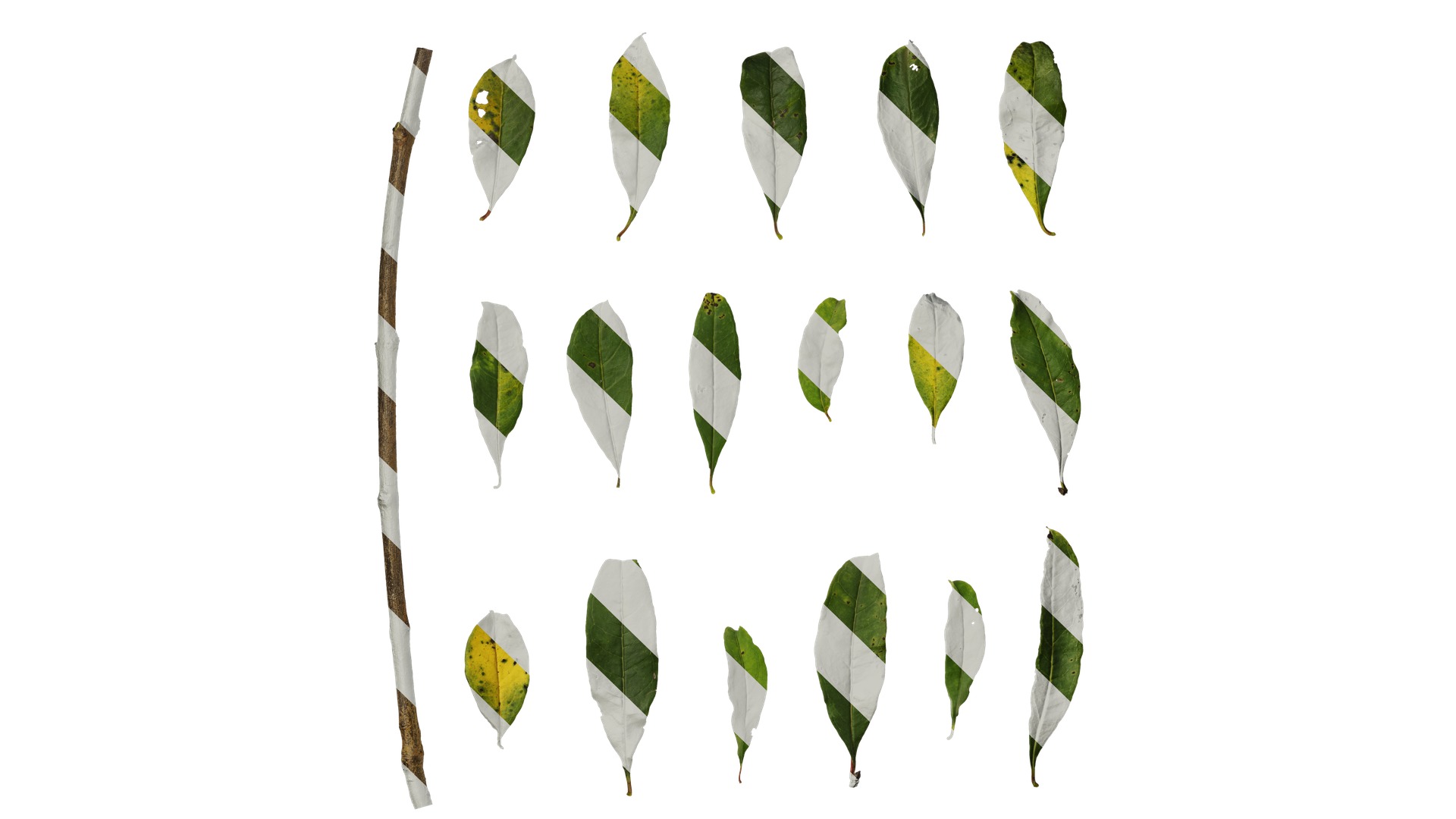 Punica granatum Low-poly 3D model_124