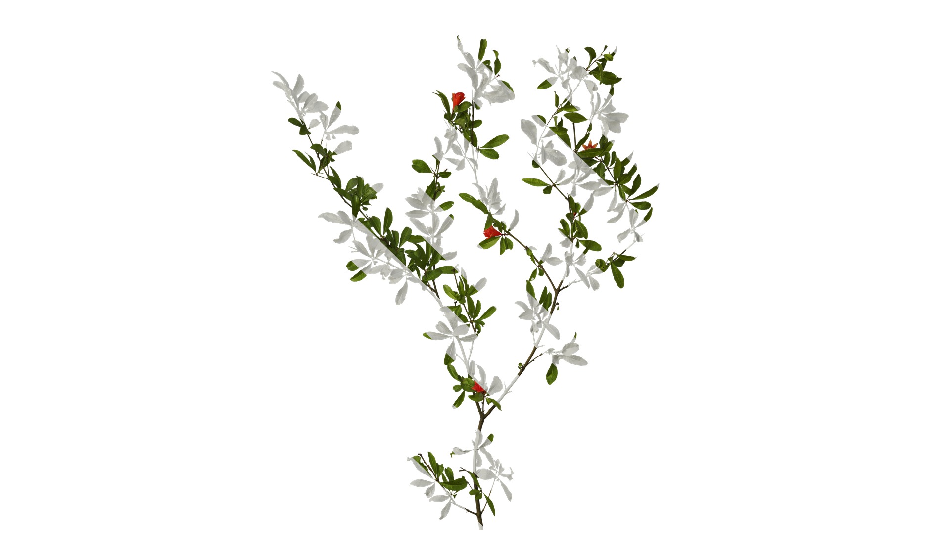 Punica granatum Low-poly 3D model_22