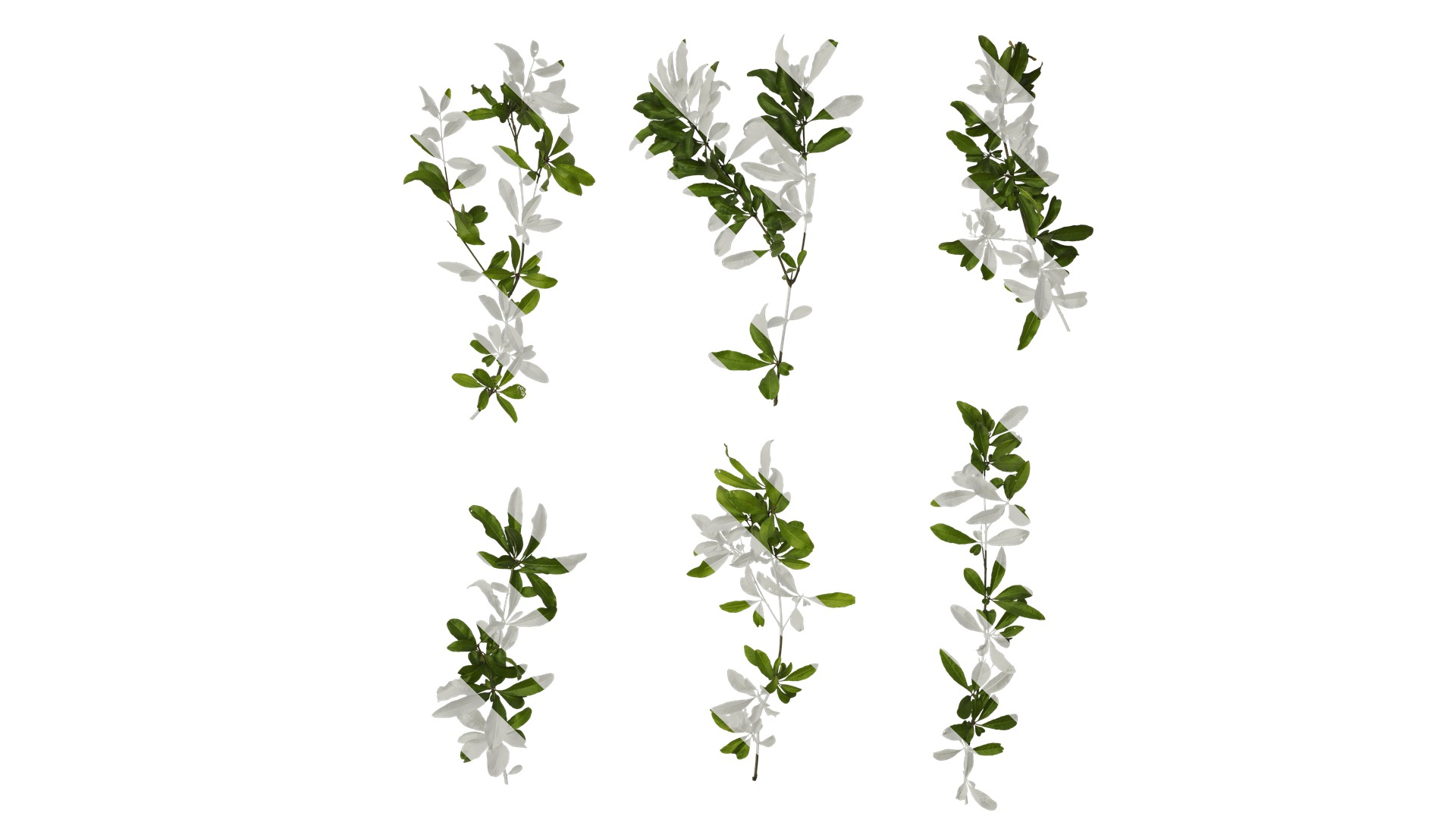 Punica granatum Low-poly 3D model_35