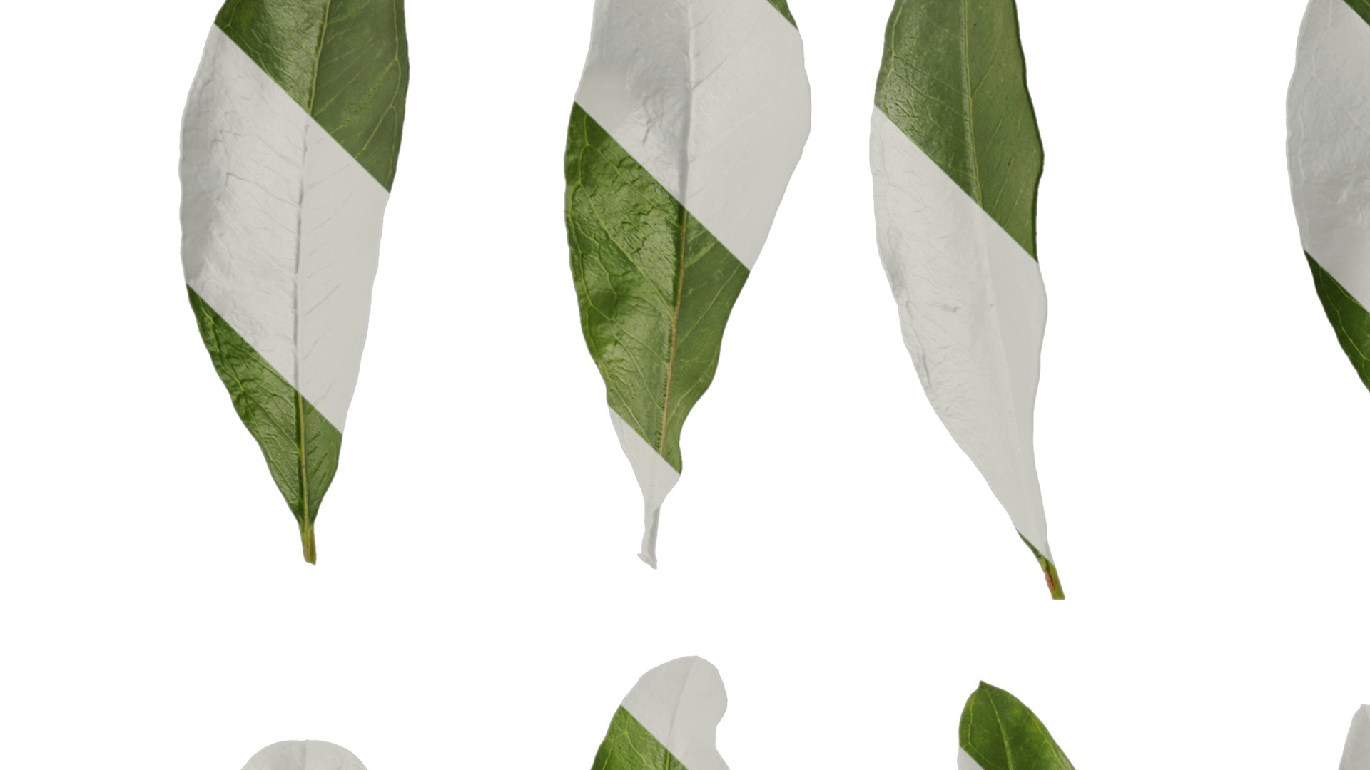 Punica granatum Low-poly 3D model_134