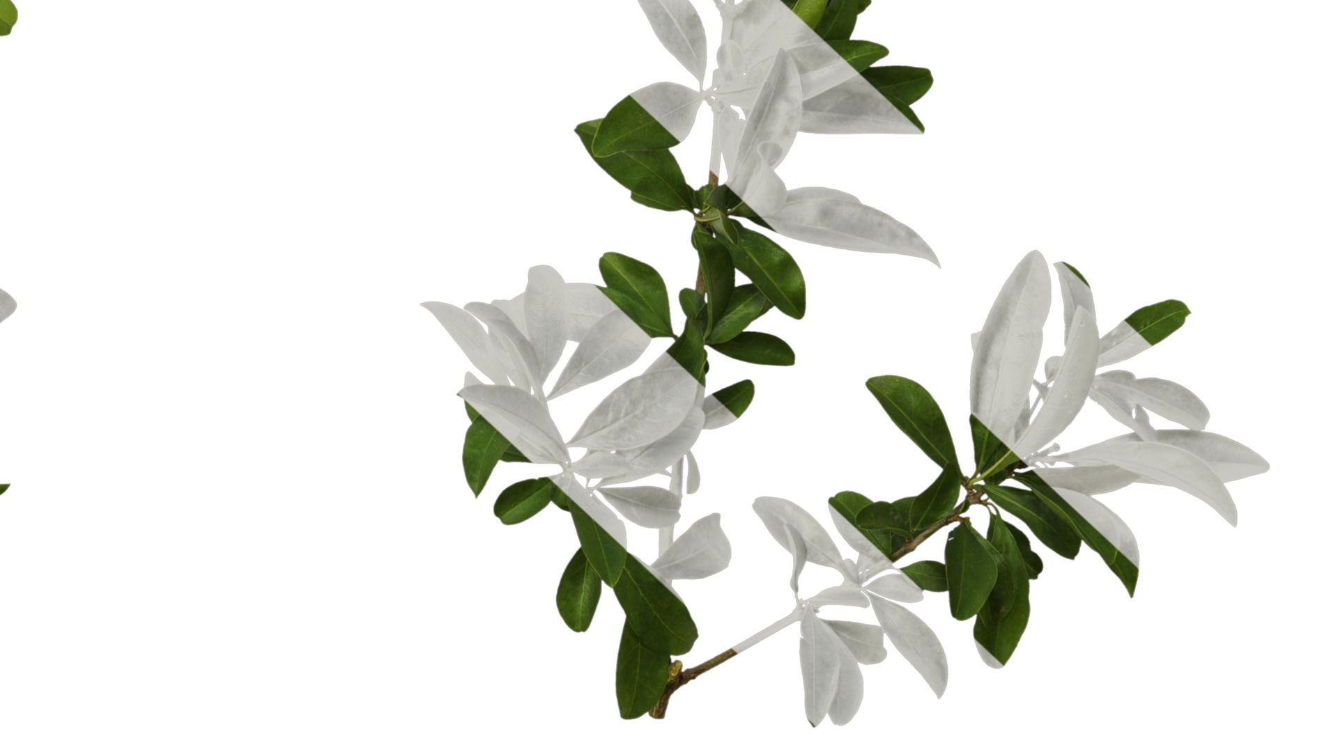 Punica granatum Low-poly 3D model_79