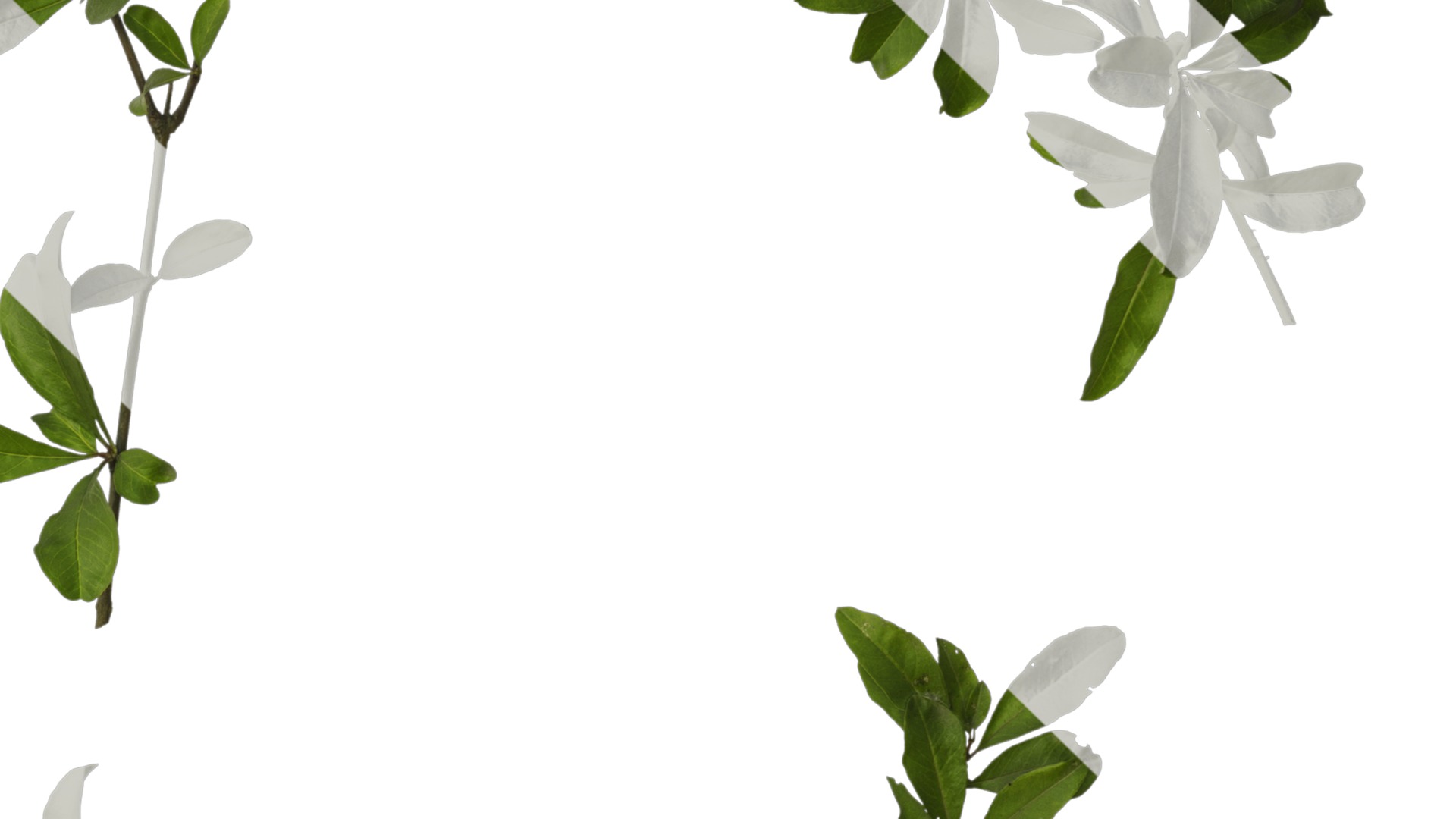 Punica granatum Low-poly 3D model_38