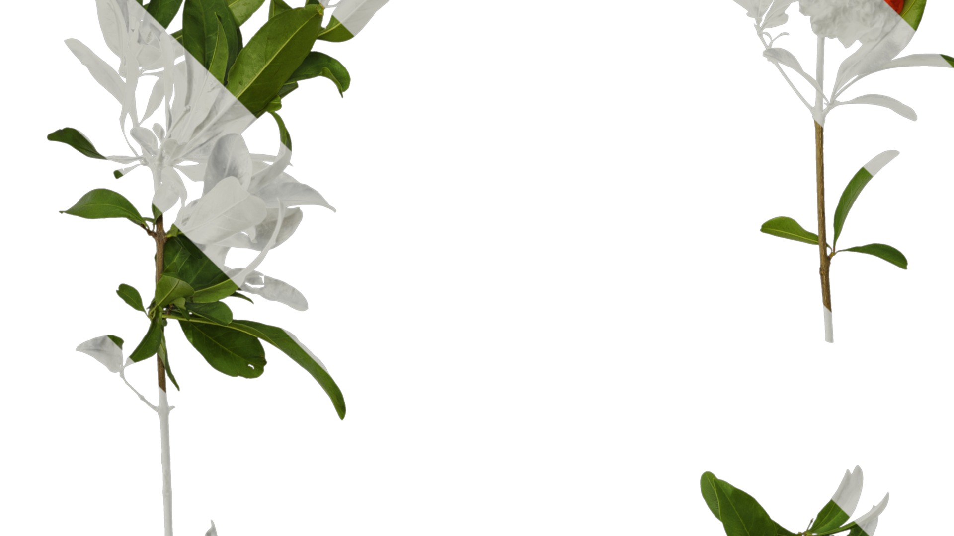 Punica granatum Low-poly 3D model_76