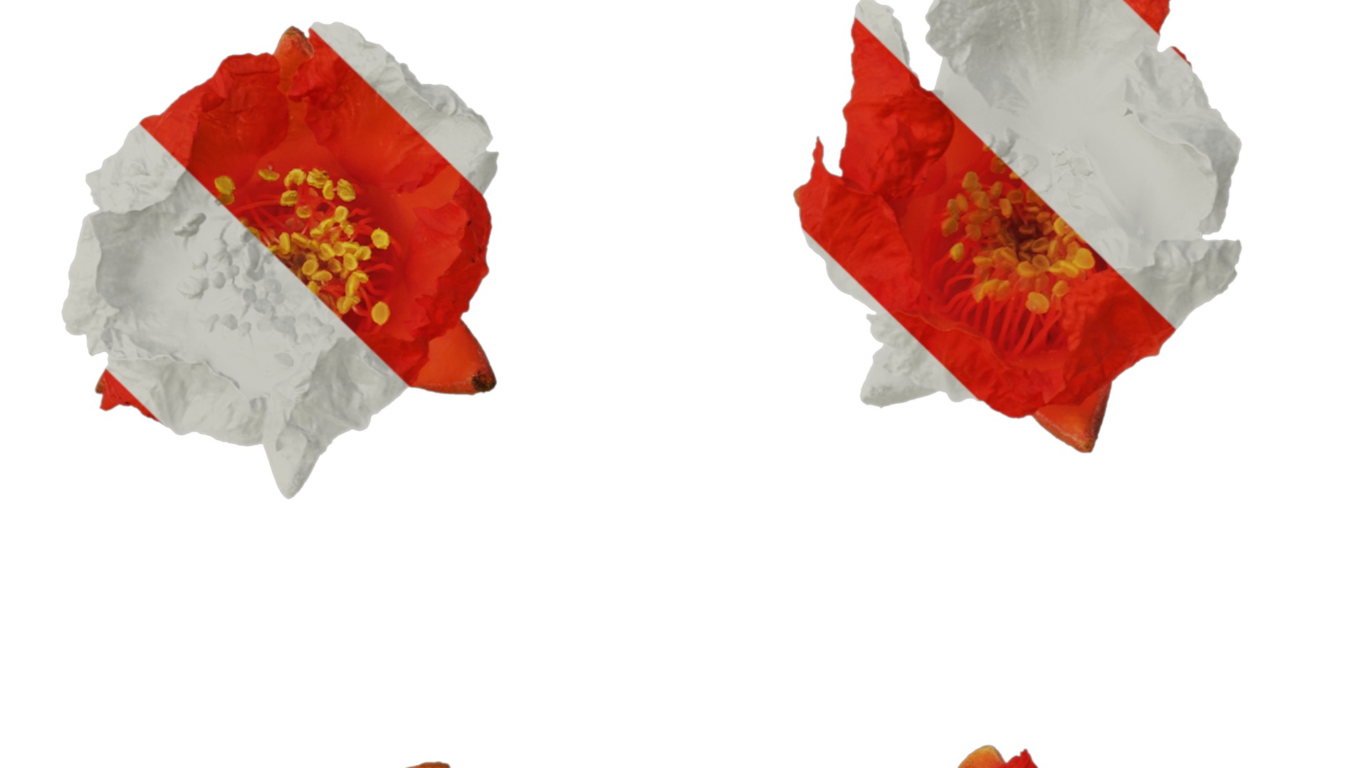 Punica granatum Low-poly 3D model_105