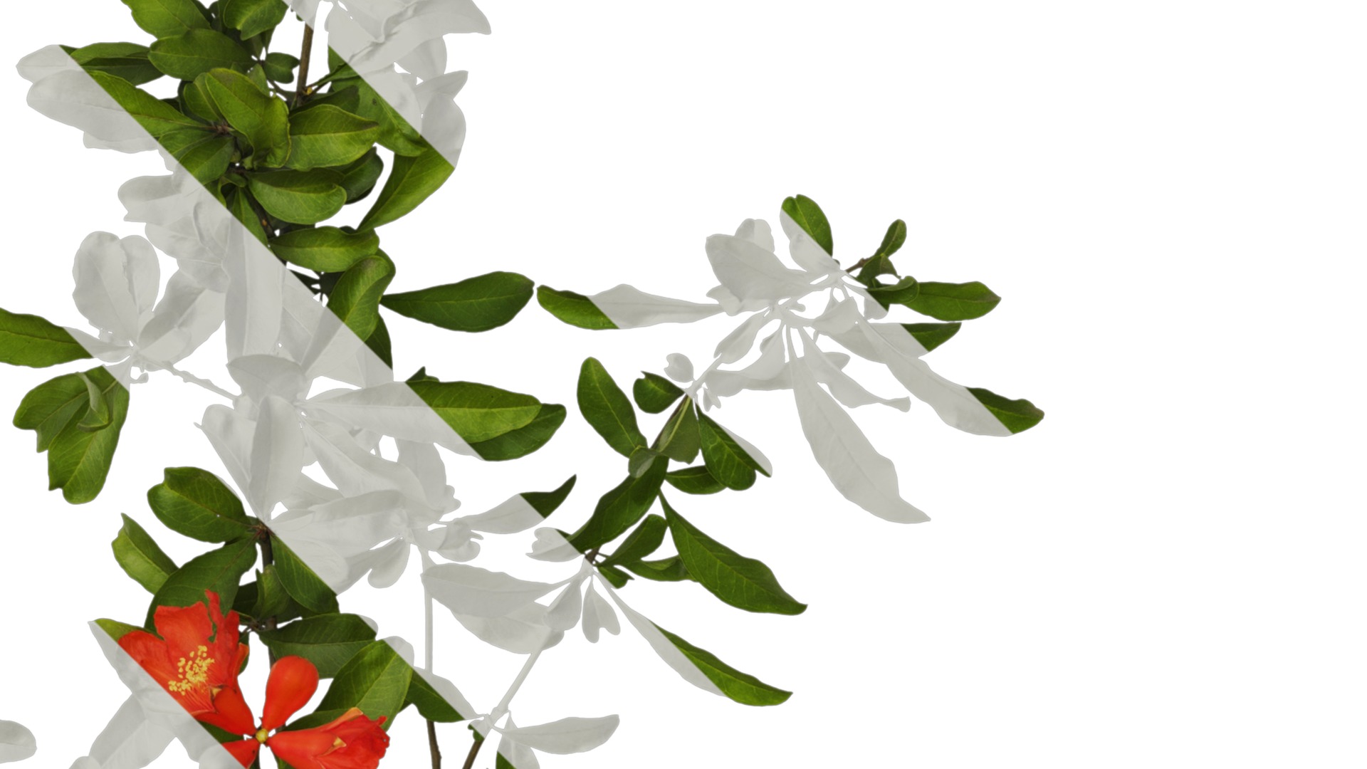 Punica granatum Low-poly 3D model_31