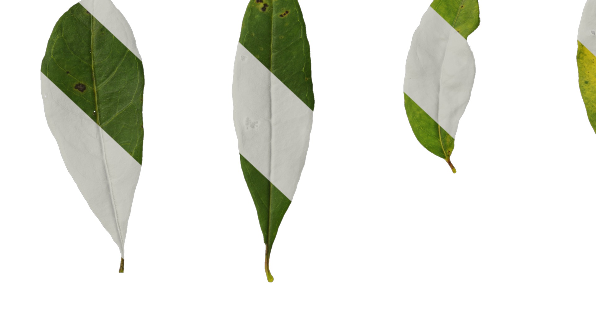 Punica granatum Low-poly 3D model_131