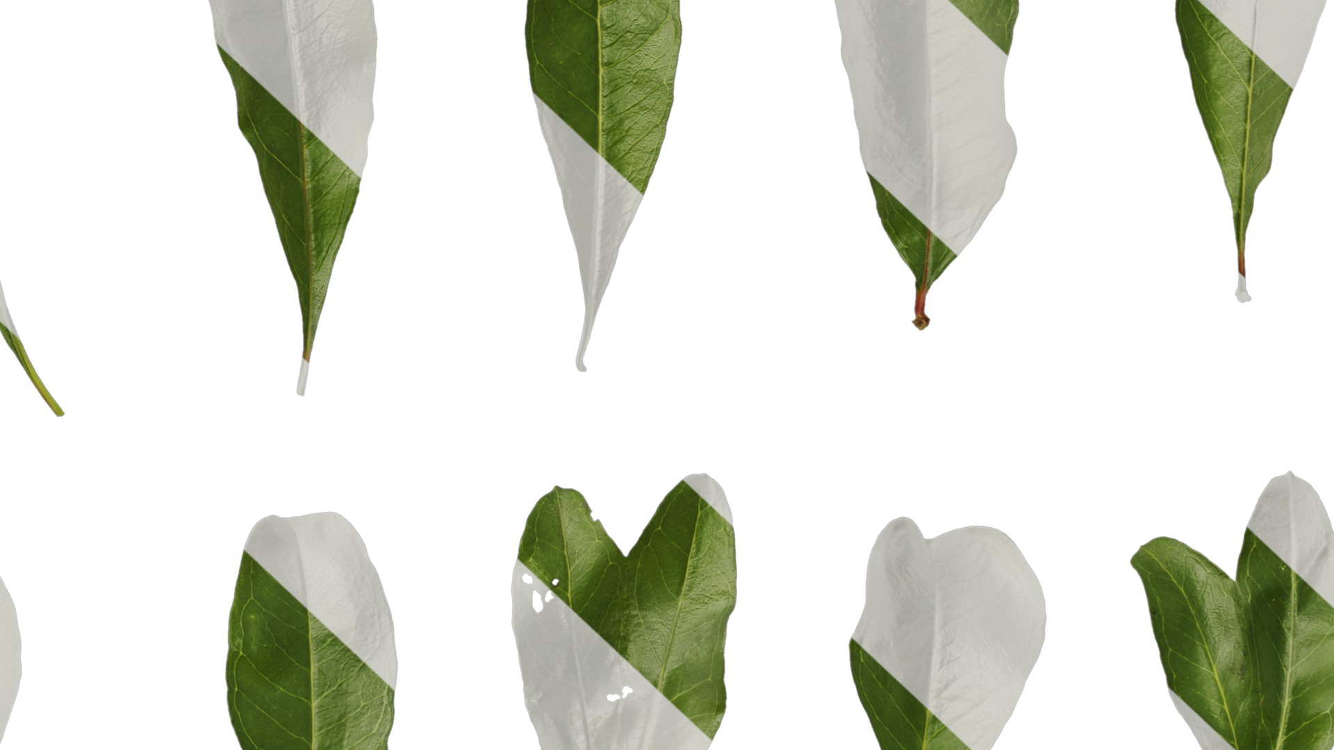 Punica granatum Low-poly 3D model_140