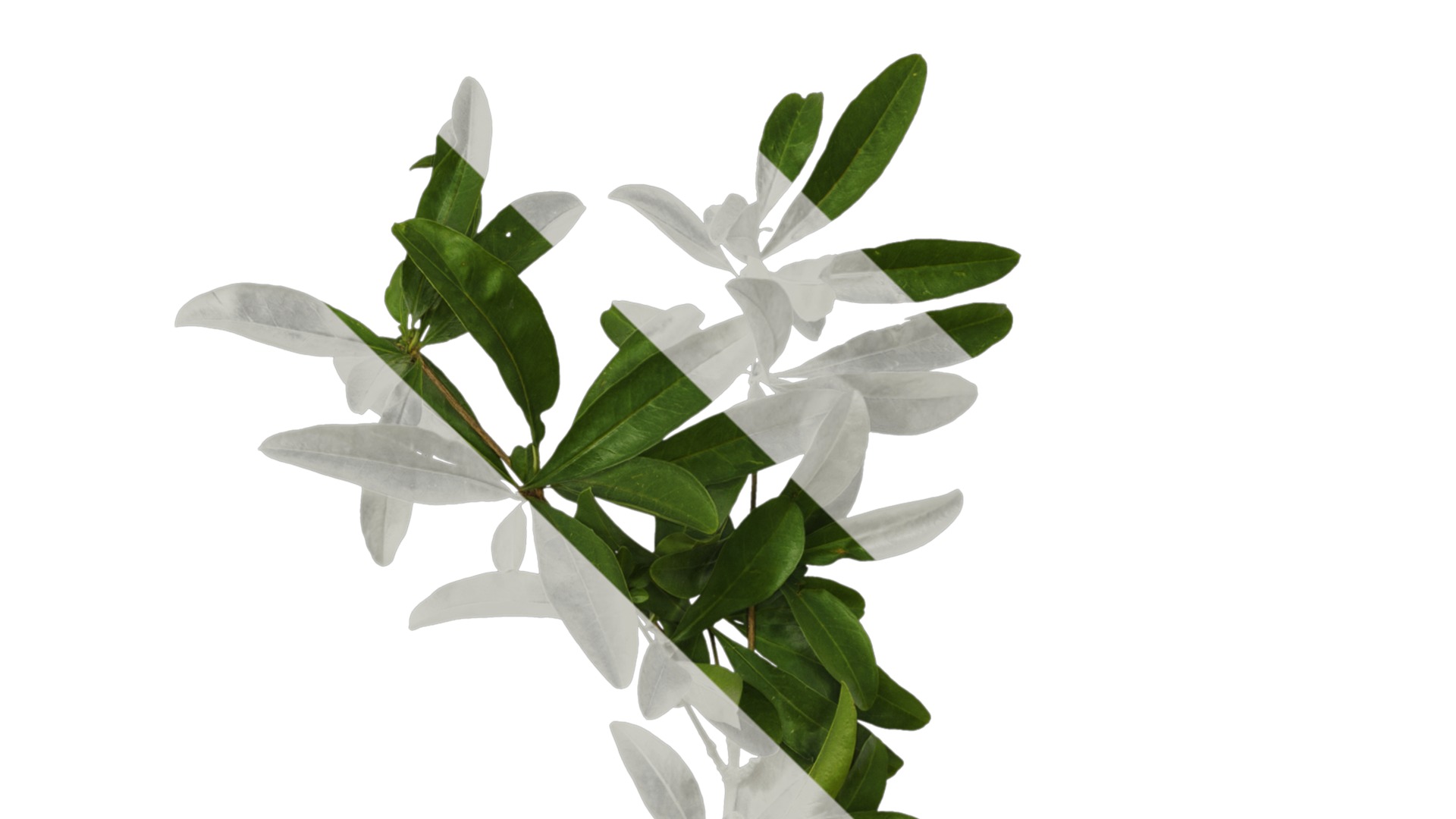 Punica granatum Low-poly 3D model_77