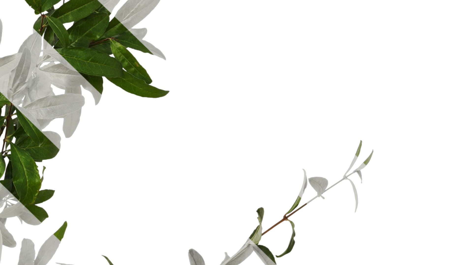 Punica granatum Low-poly 3D model_50