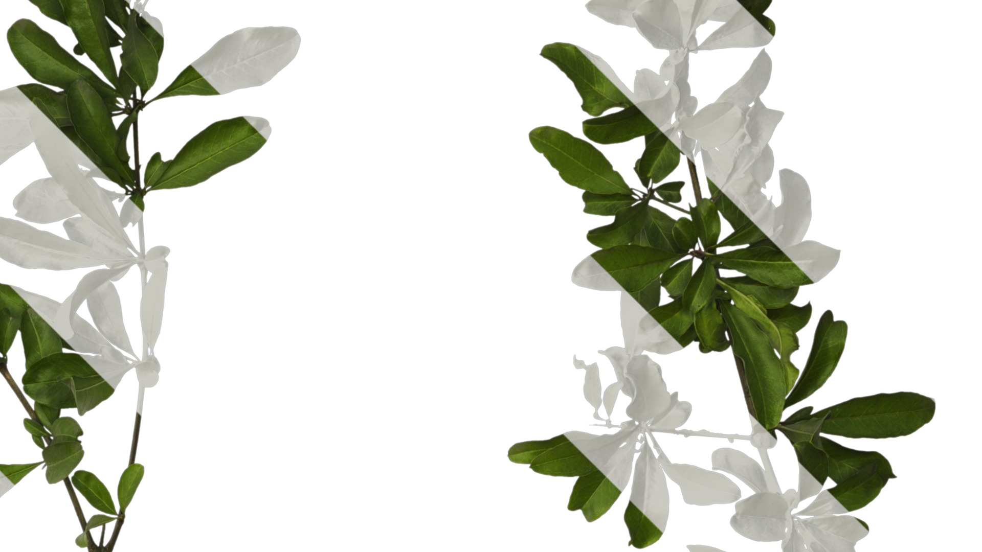 Punica granatum Low-poly 3D model_37