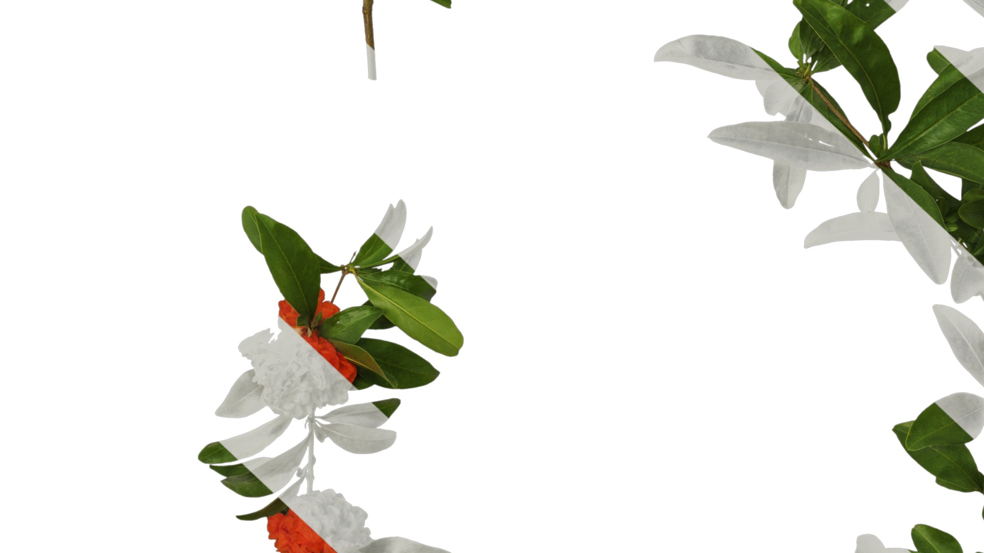 Punica granatum Low-poly 3D model_80