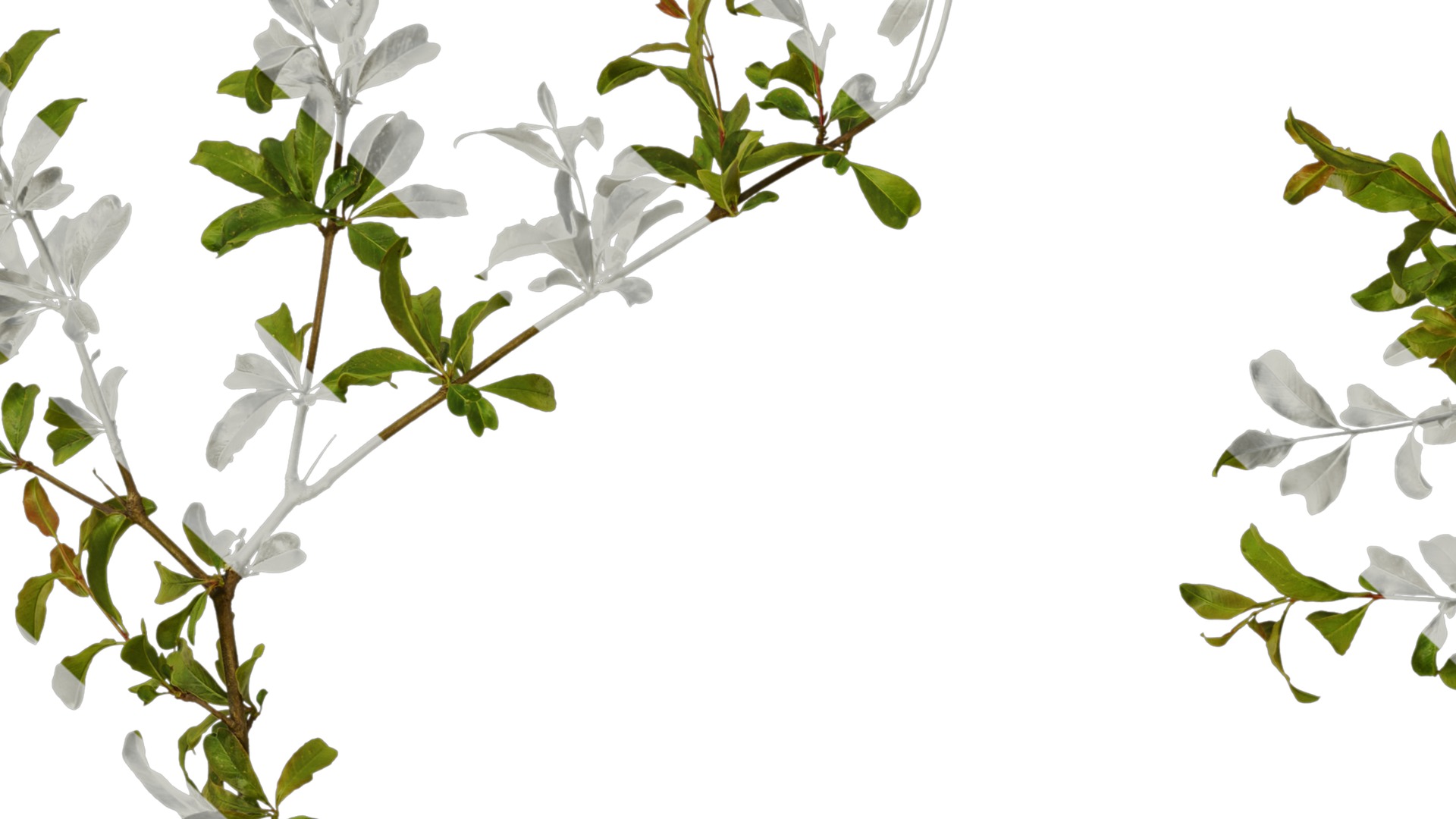 Punica granatum Low-poly 3D model_13