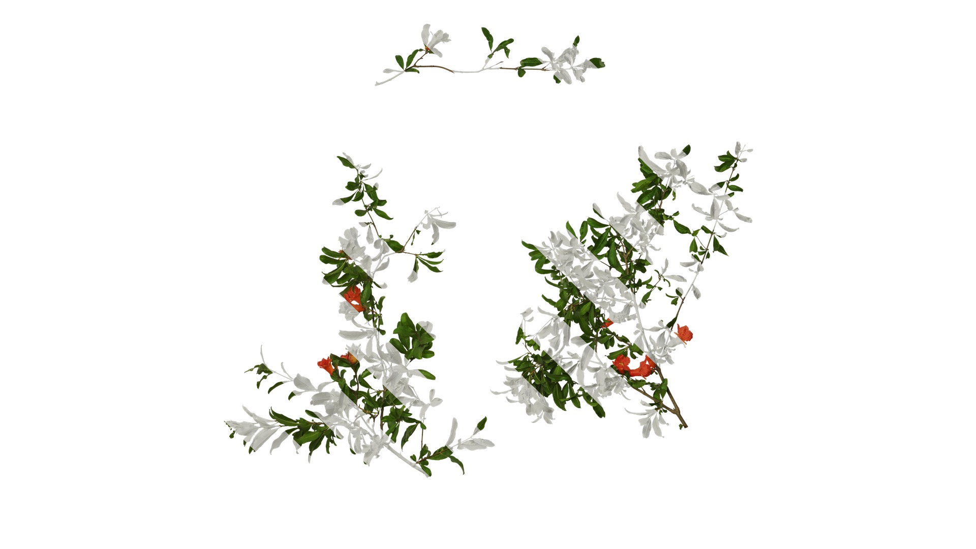 Punica granatum Low-poly 3D model_60