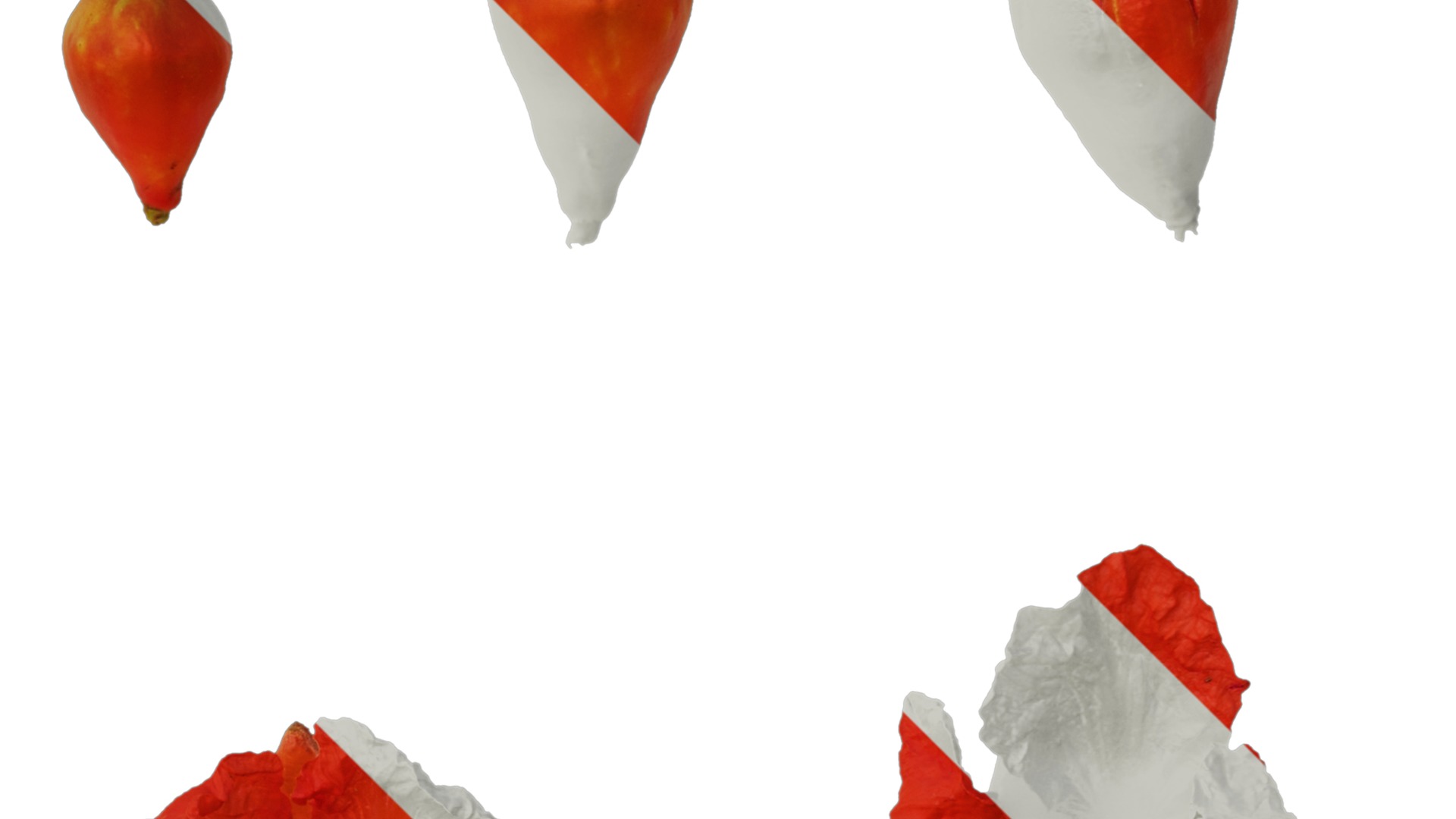 Punica granatum Low-poly 3D model_103