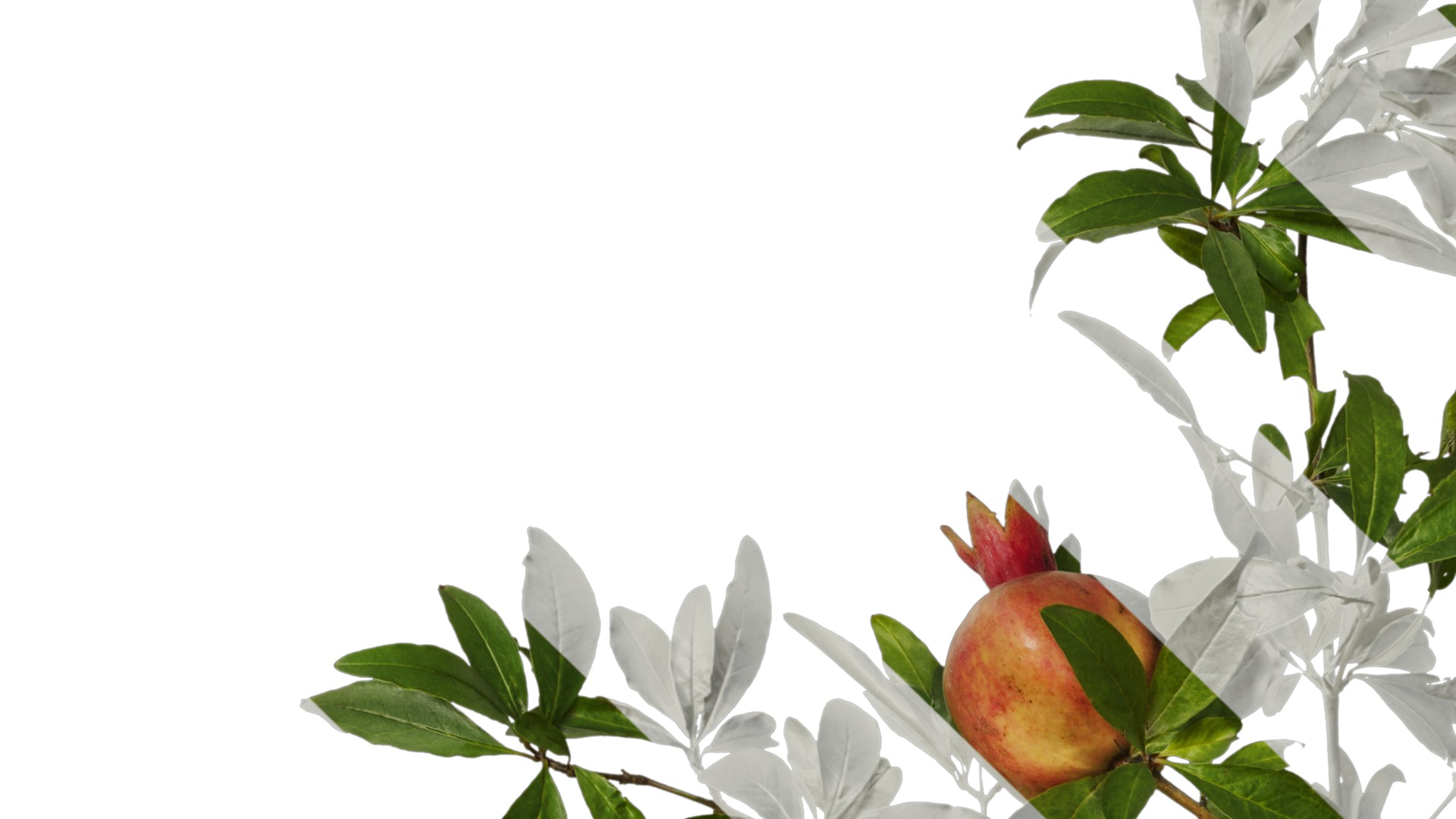 Punica granatum Low-poly 3D model_48