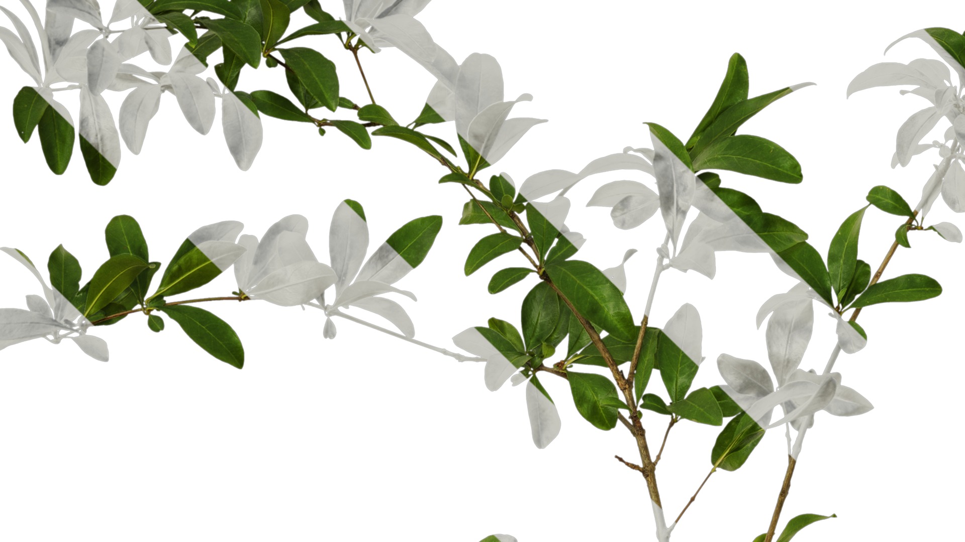 Punica granatum Low-poly 3D model_88