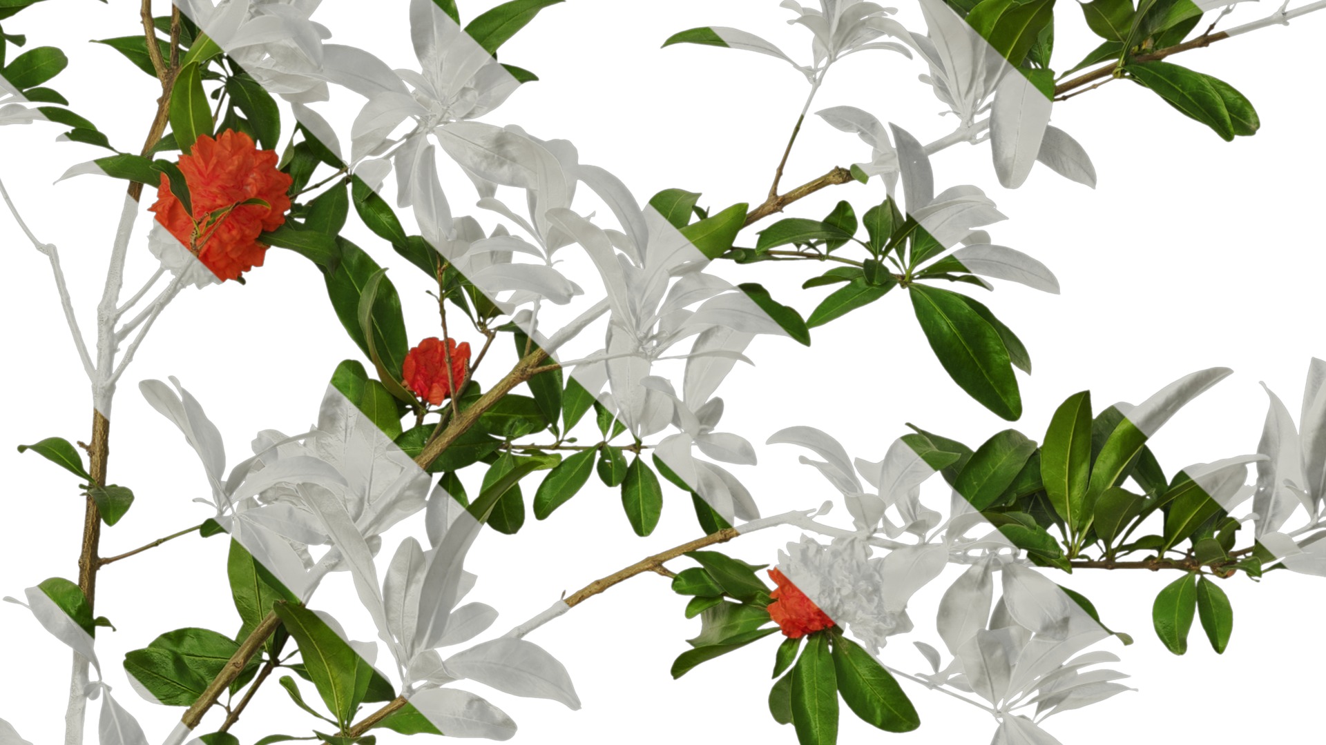 Punica granatum Low-poly 3D model_85