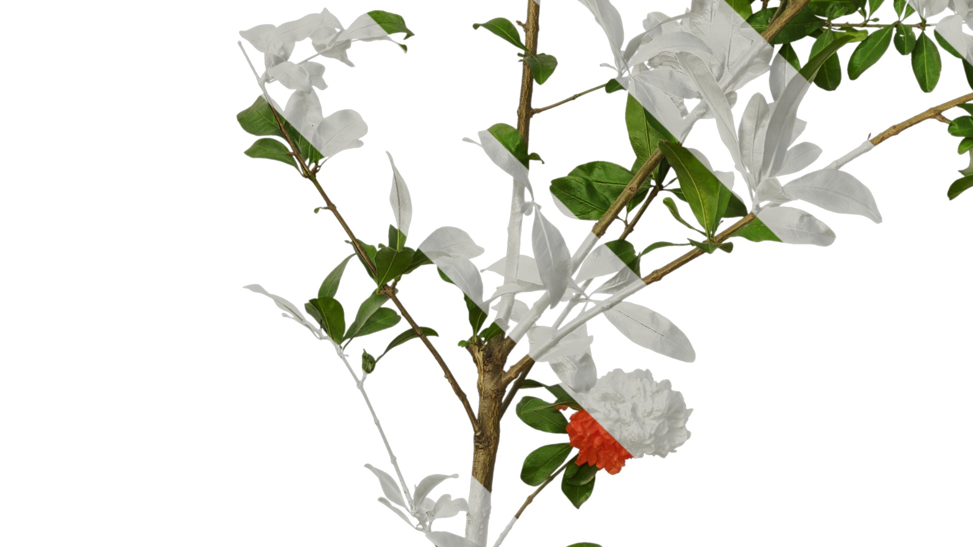 Punica granatum Low-poly 3D model_84