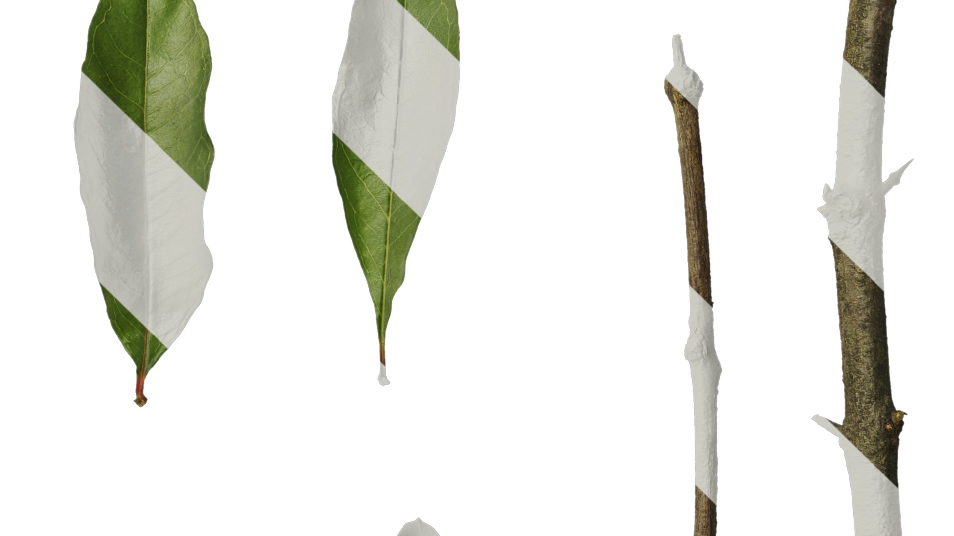 Punica granatum Low-poly 3D model_137