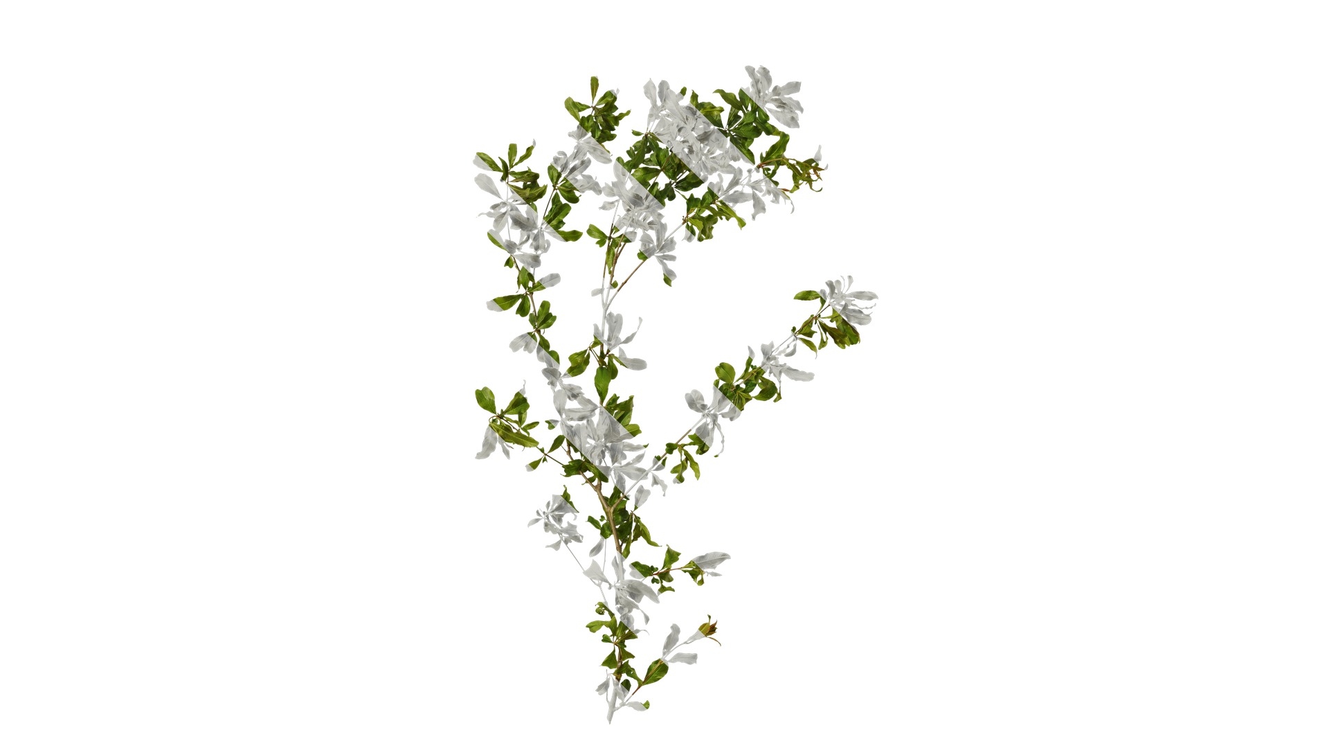 Punica granatum Low-poly 3D model_1