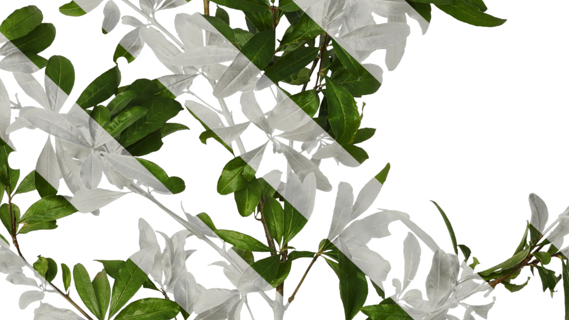 Punica granatum Low-poly 3D model_53