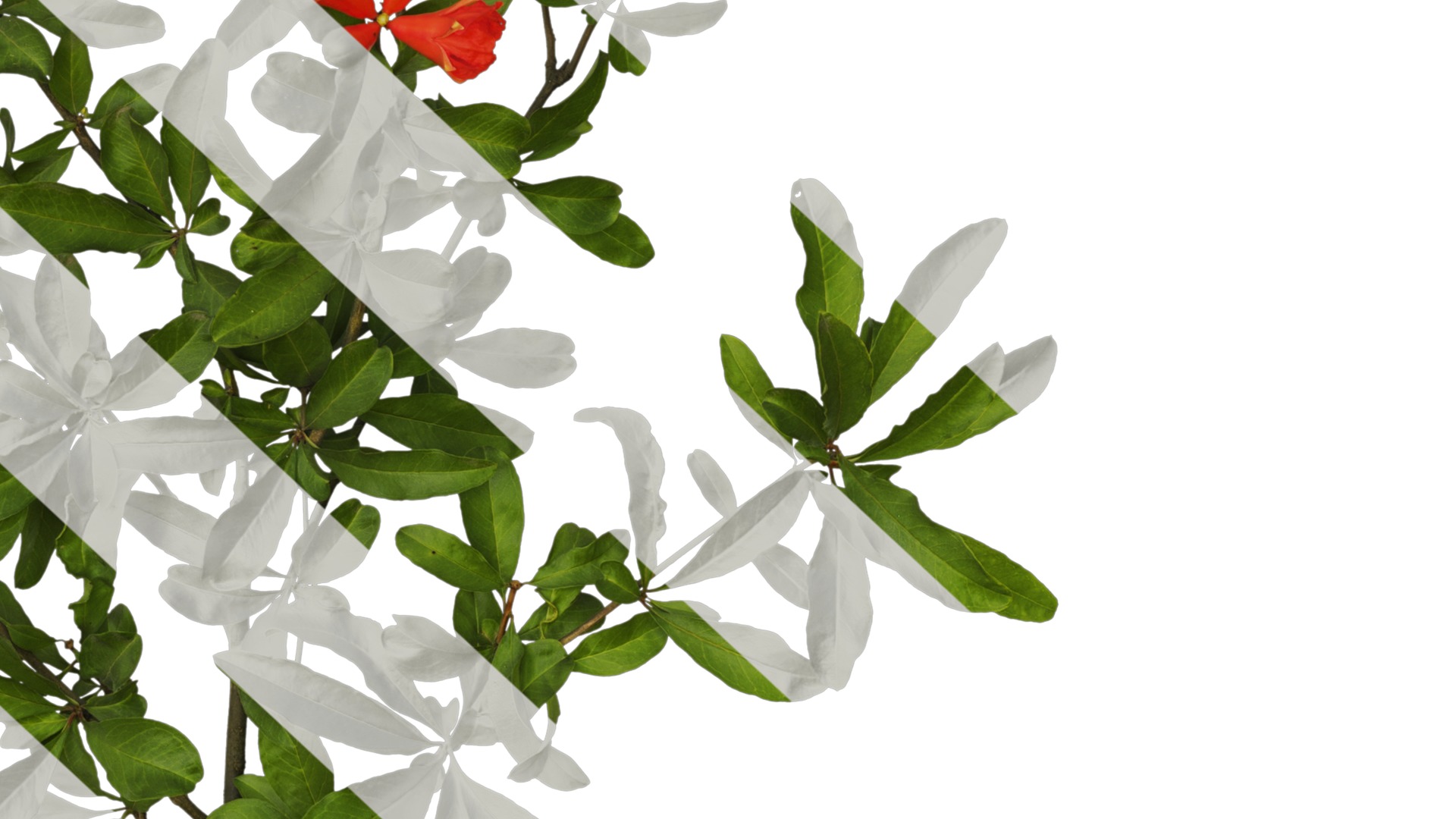 Punica granatum Low-poly 3D model_33