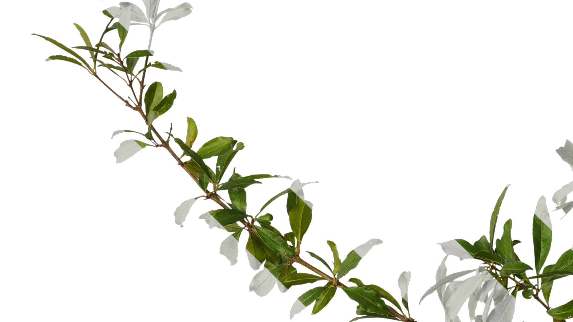 Punica granatum Low-poly 3D model_57