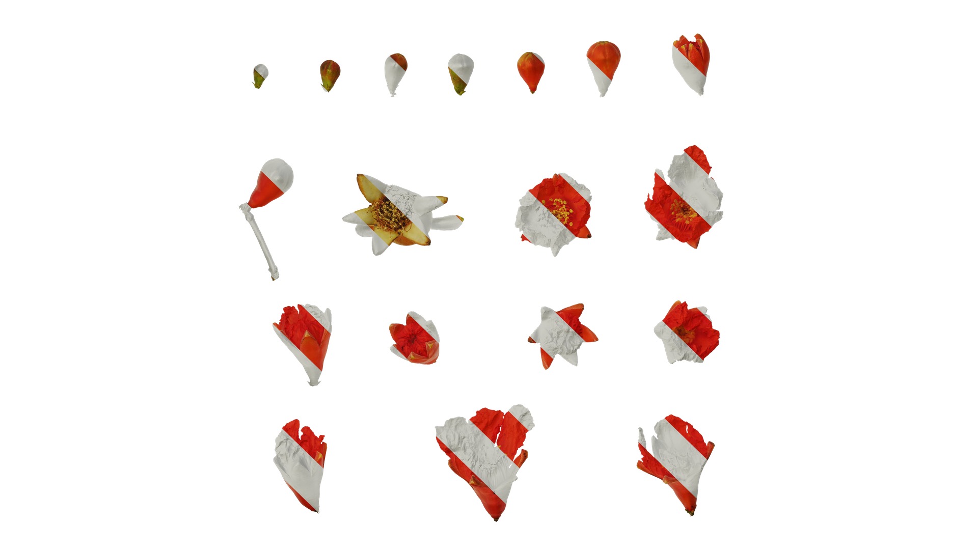 Punica granatum Low-poly 3D model_101